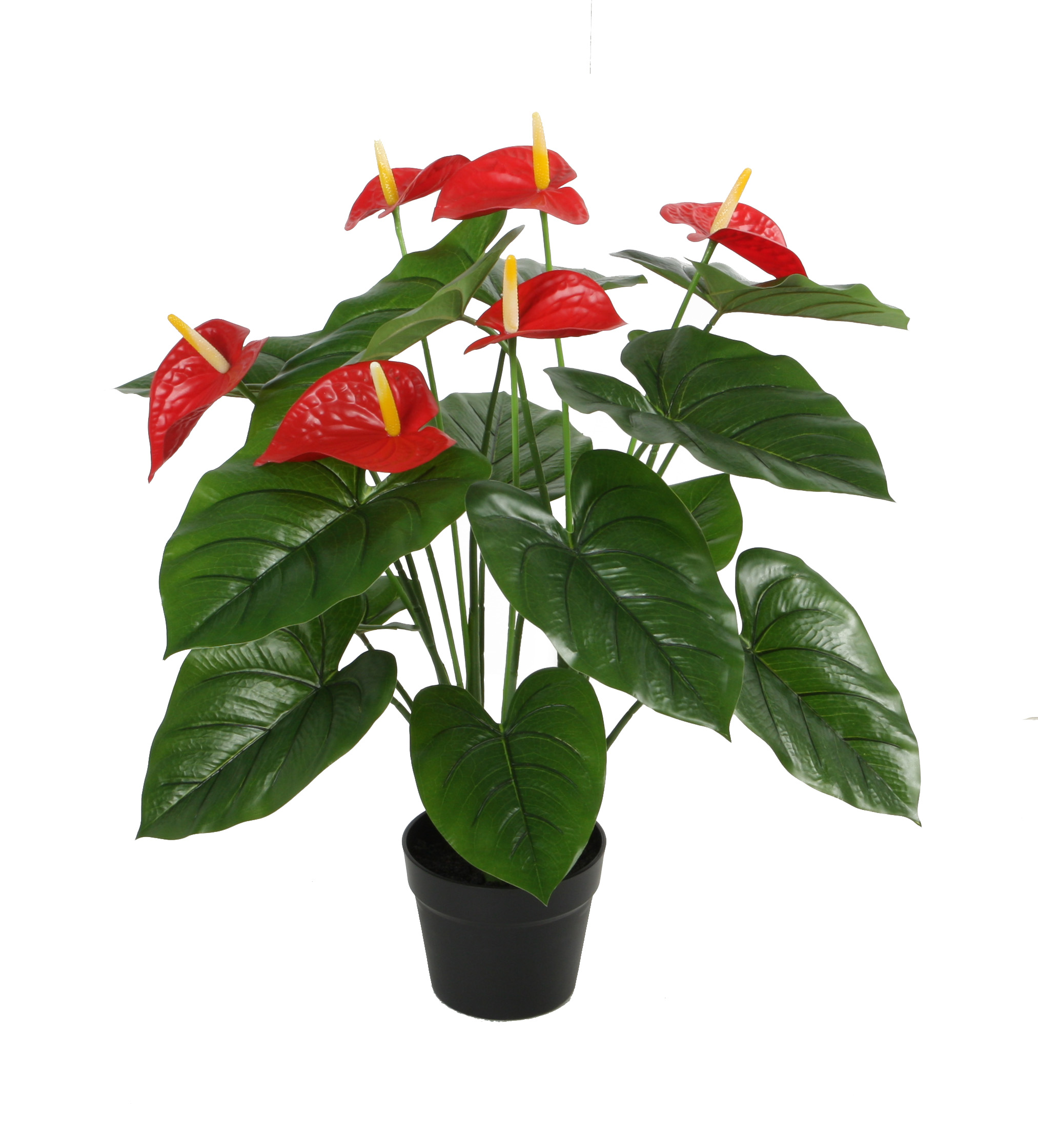 Anthurium w/pot