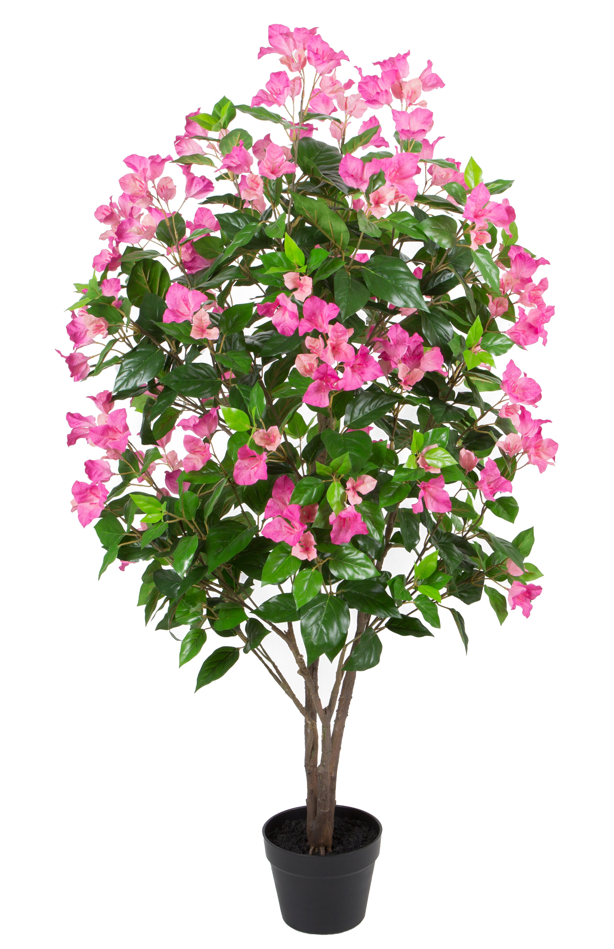 Bougainvillea w/pot