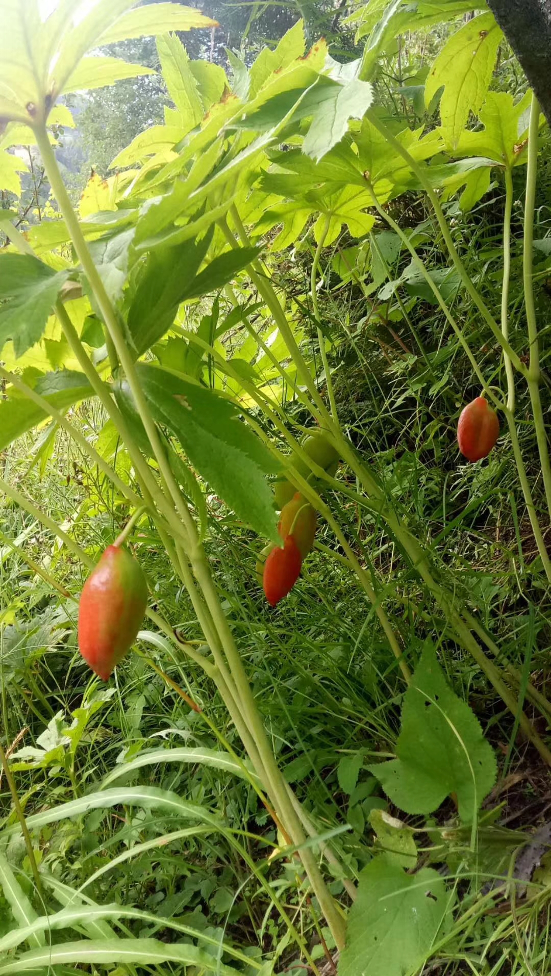 Yibin Nanxi Nuoding Traditional Chinese Medicine Planting Cooperative – colchoneta de yoga 4