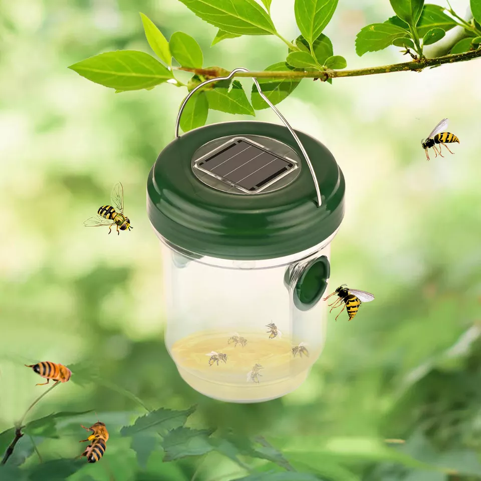 Solar wasp trap