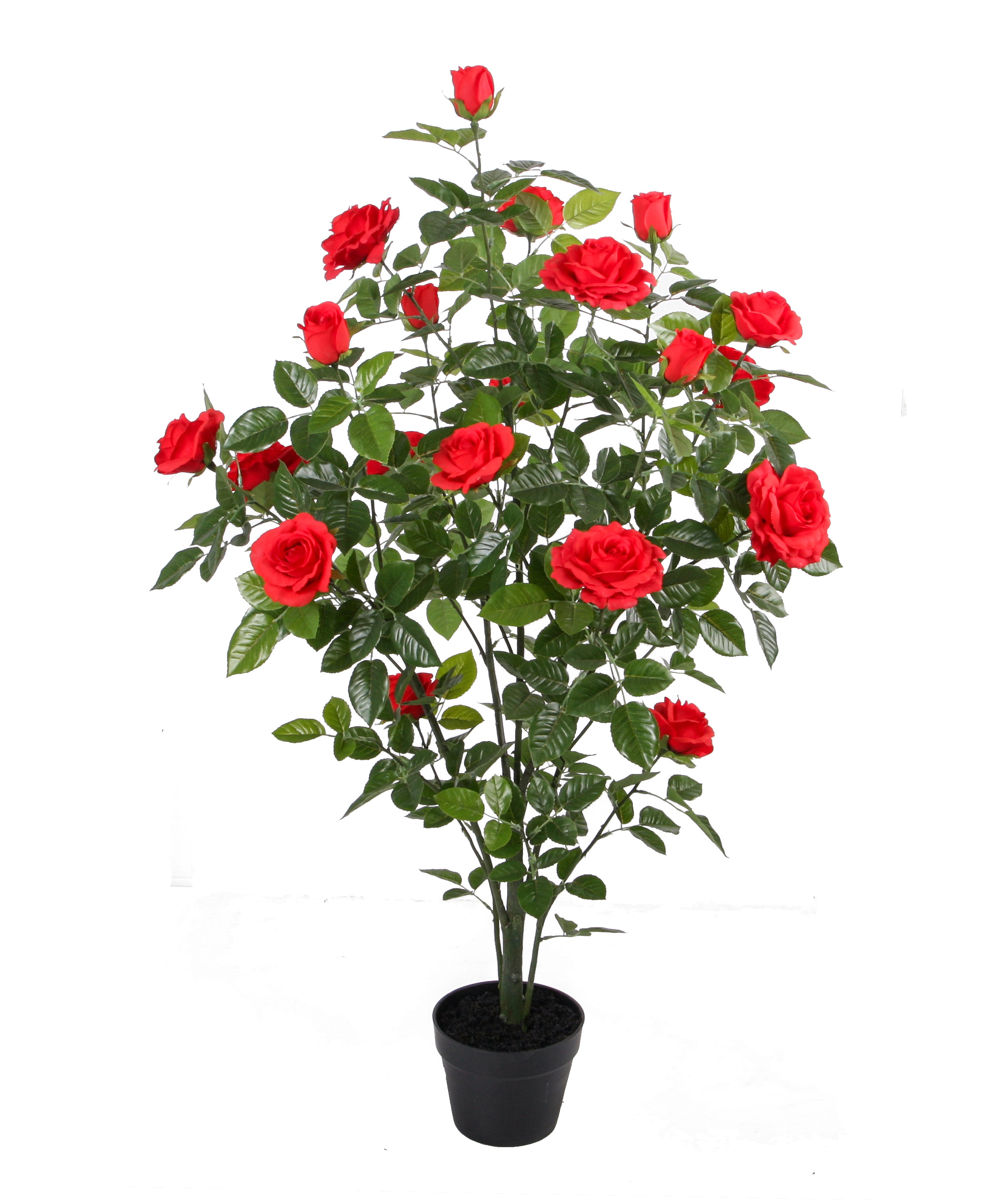 Rose plant w/pot