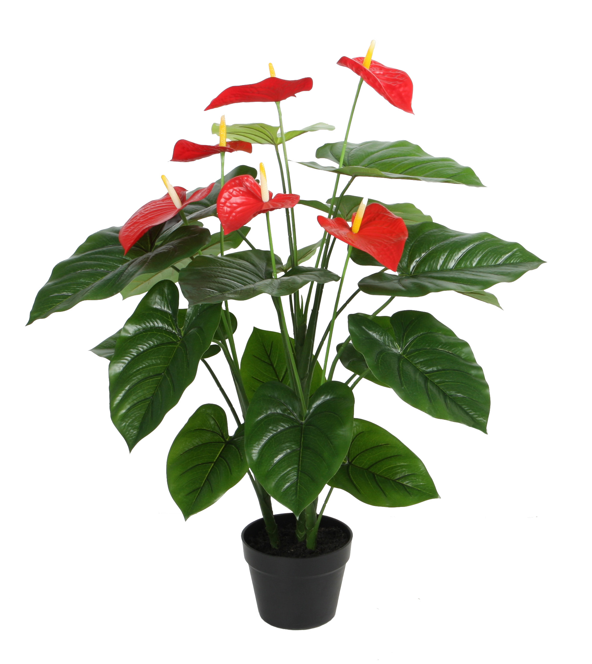 Anthurium w/pot