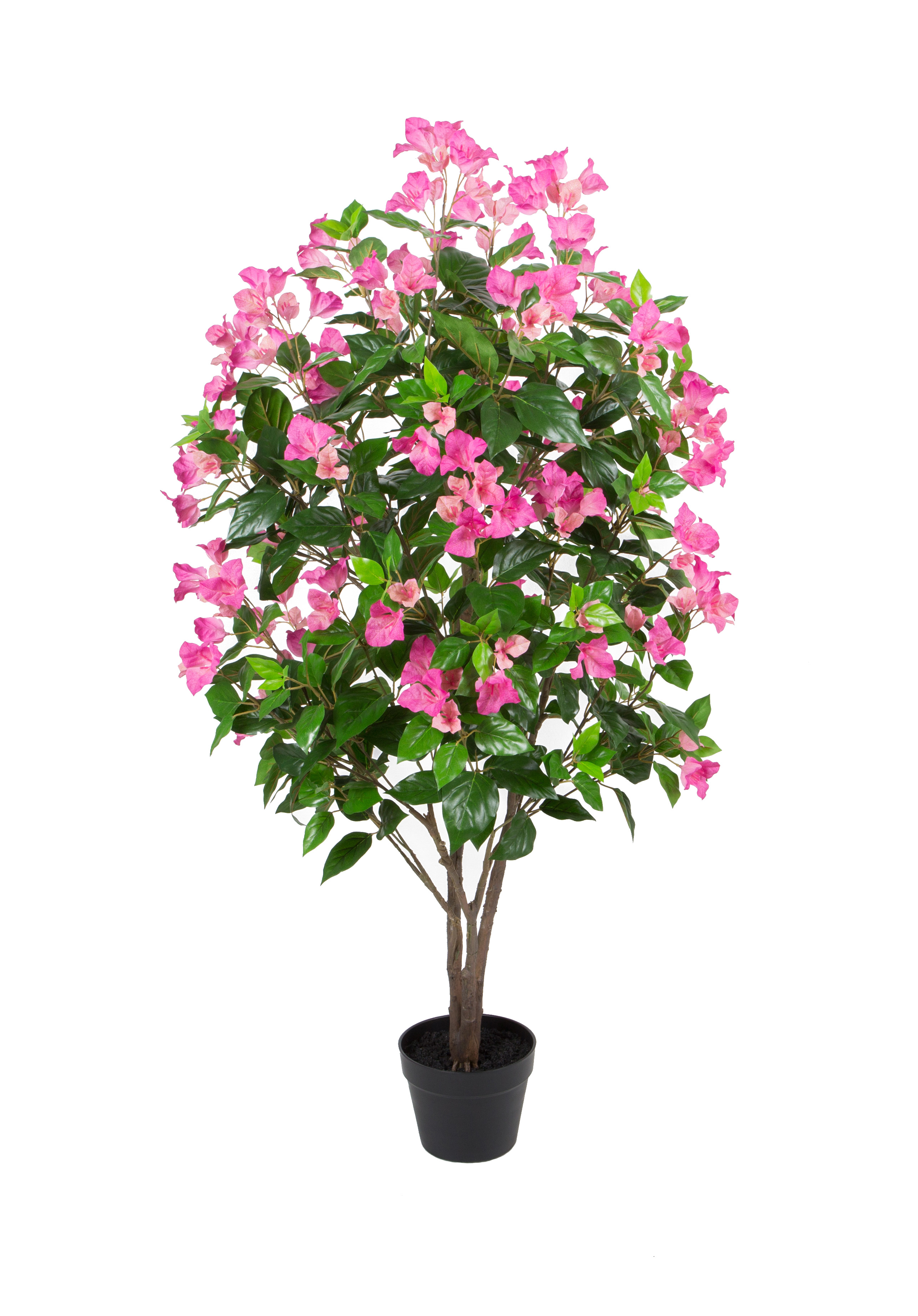 Bougainvillea w/pot