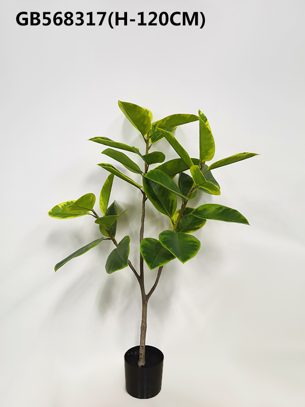 Potted fern-leaf Ficus(H-120CM)