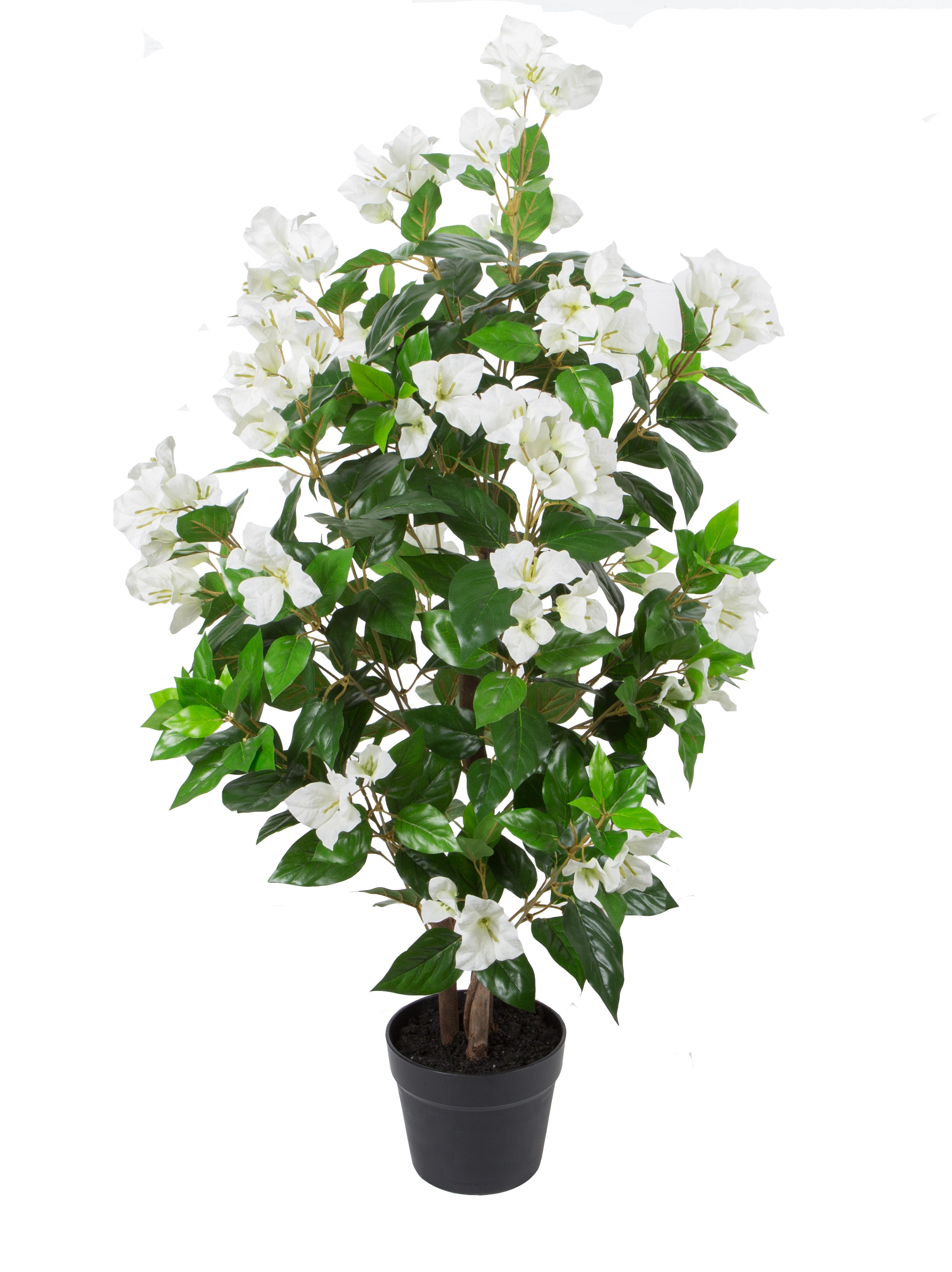 95CM Wood Trunk Bougainvillea w/pot