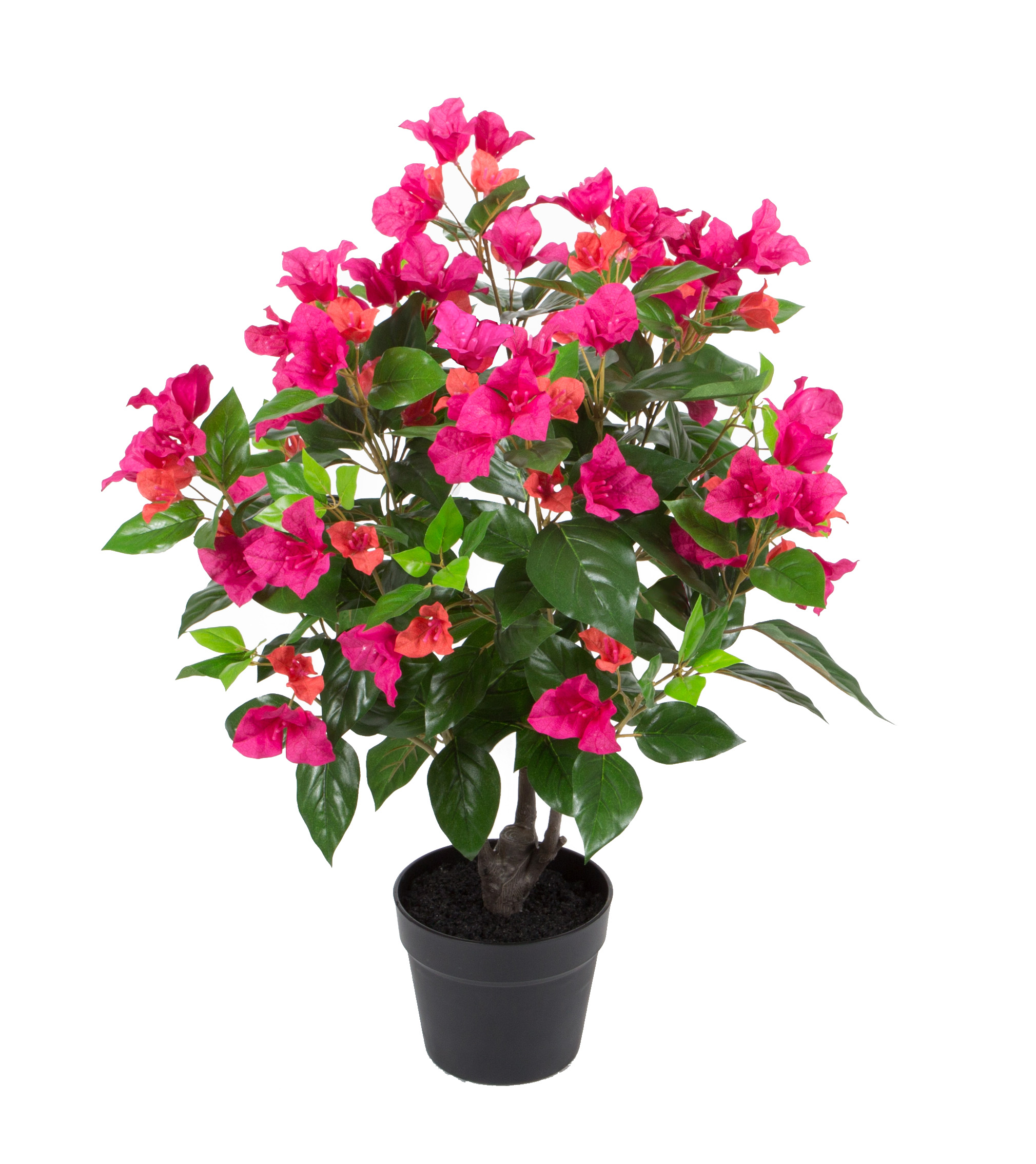 70CM Bougainvillea w/pot