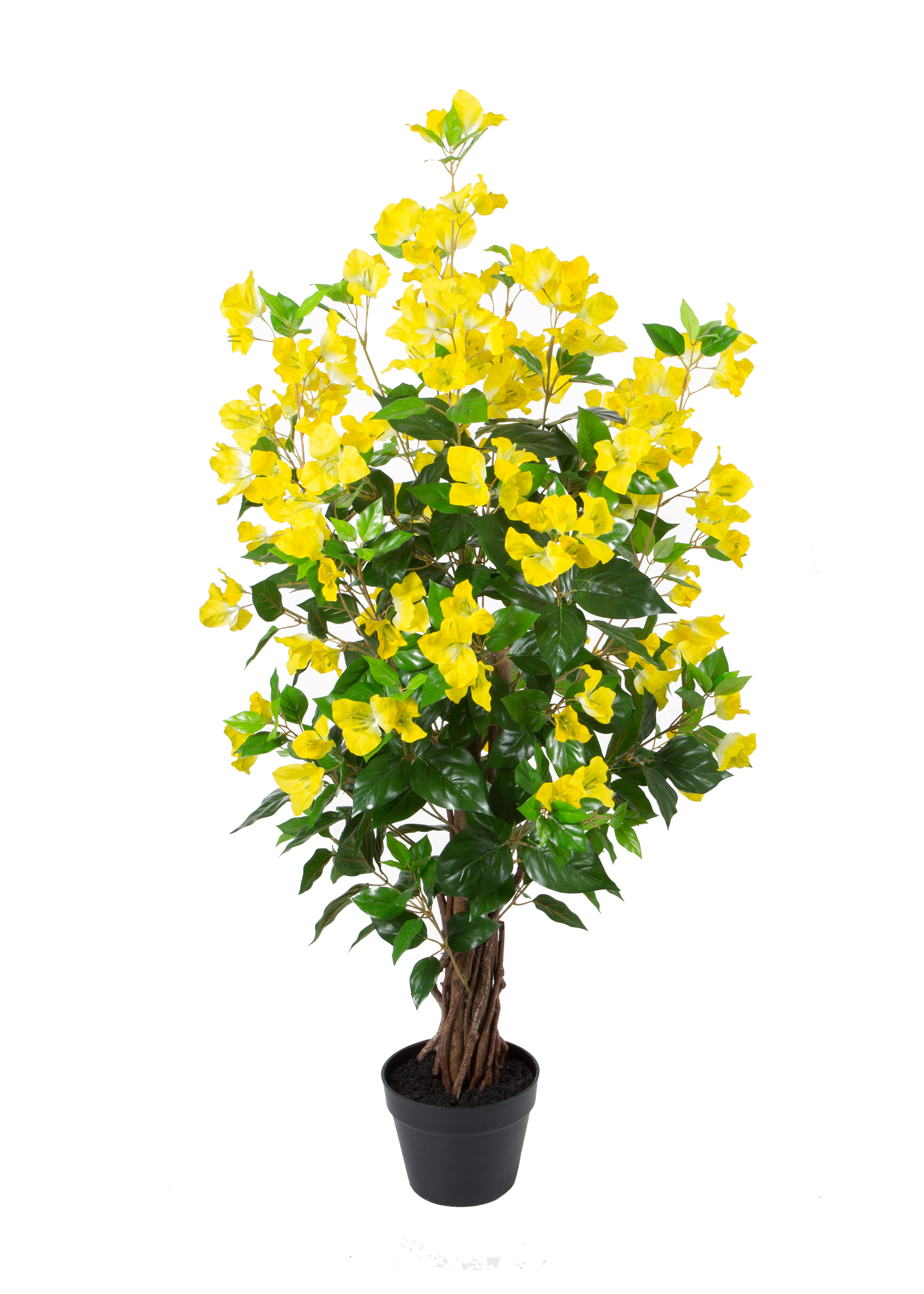 125CM Wood Trunk Bogainvillea w/pot