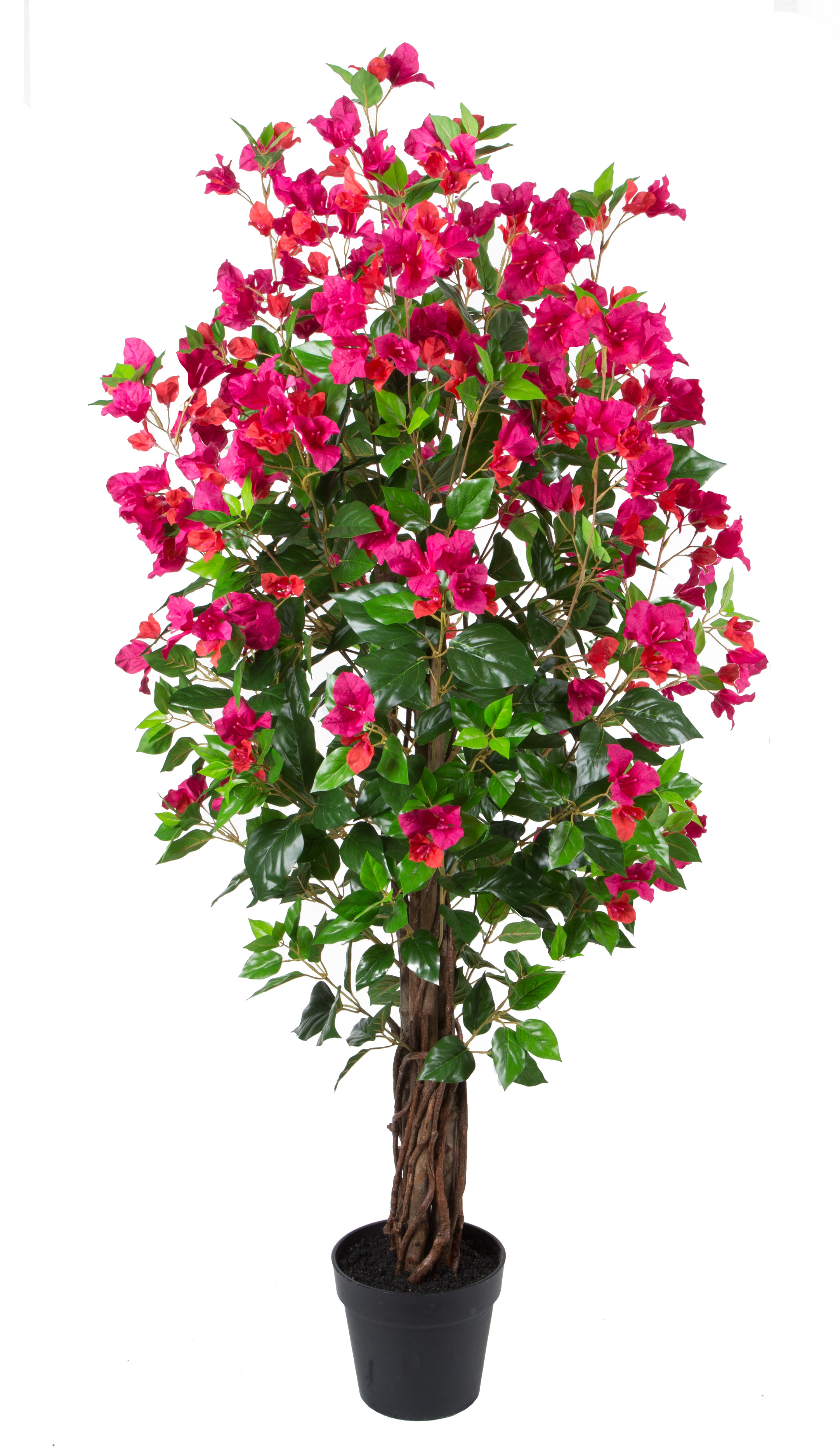 150CM Wood Trunk Bogainvillea w/pot