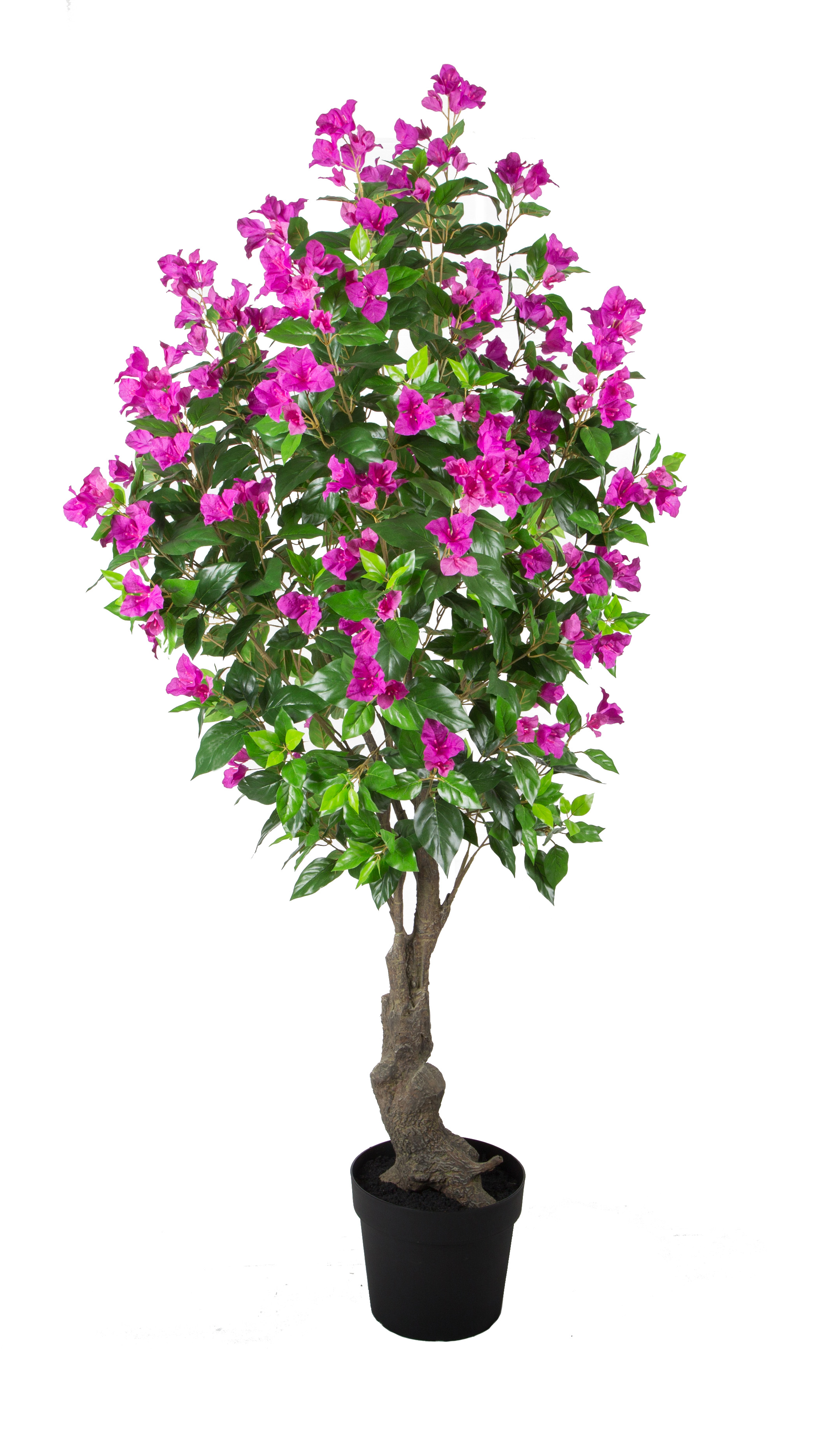 190CM Bougainvillea w/pot