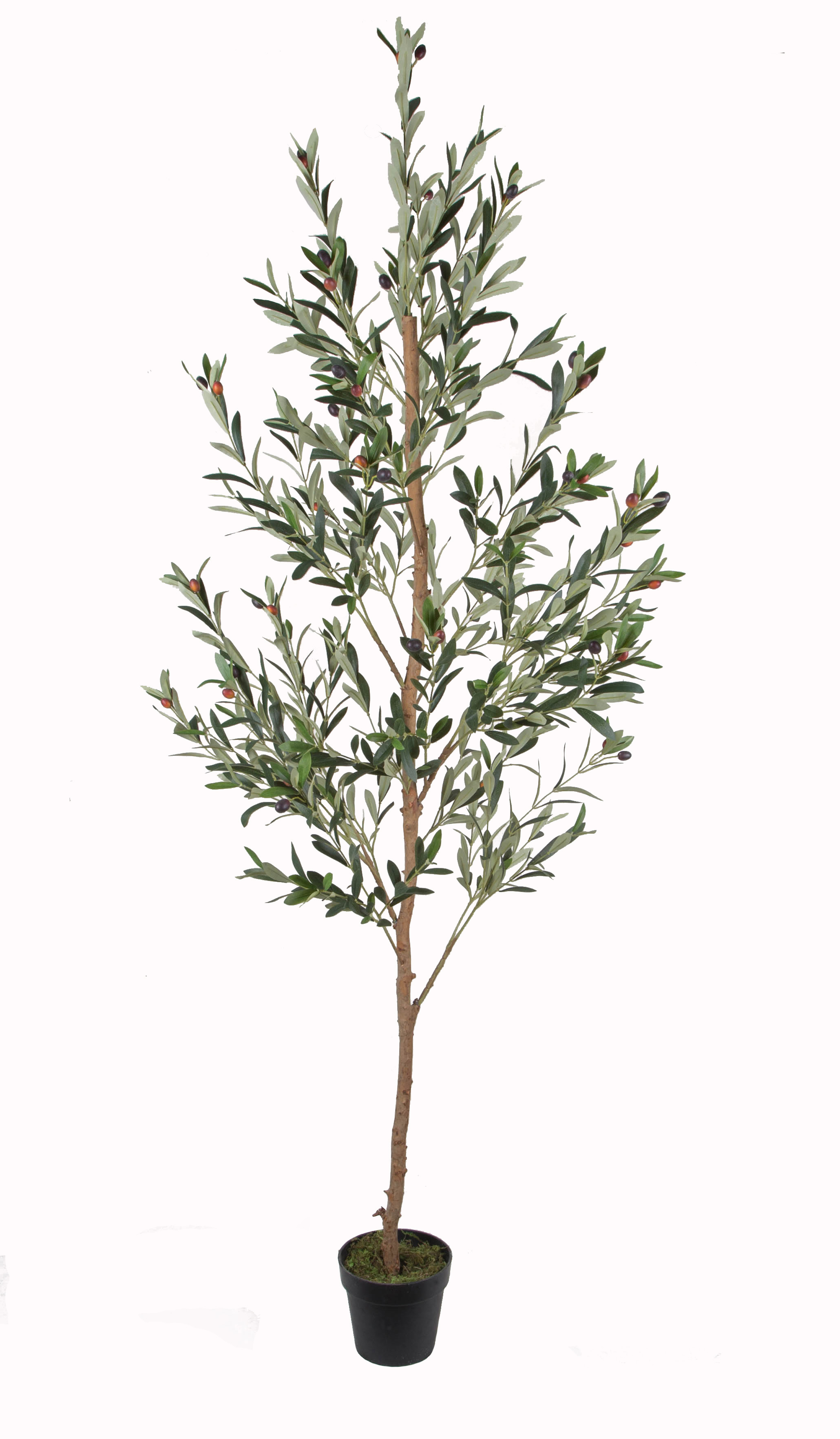 210CM Wood Trunk Olive Tree w/pot