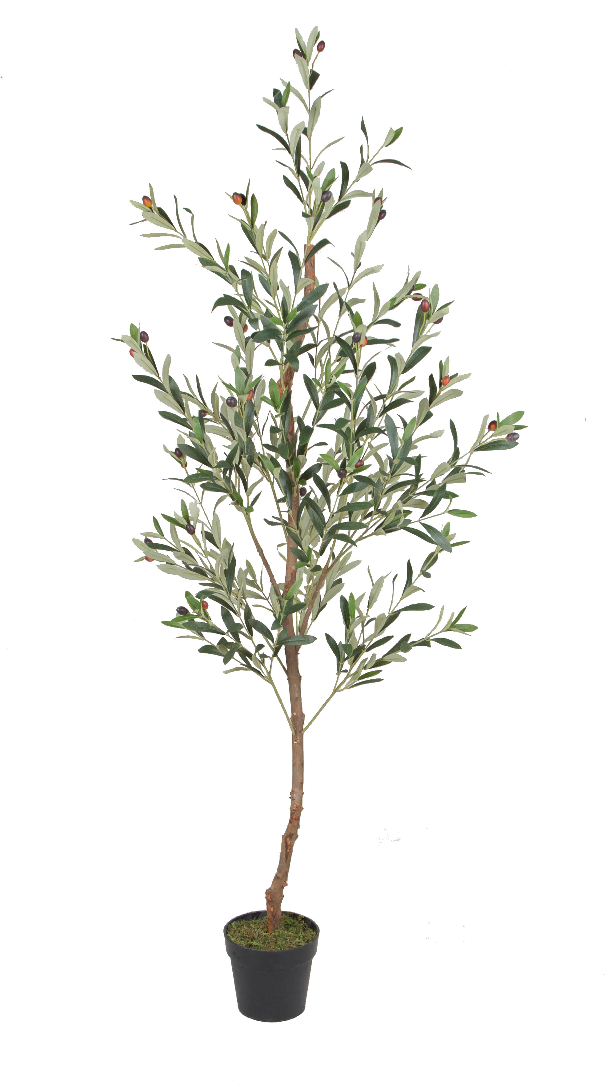 180CM Wood Trunk Olive Tree w/pot