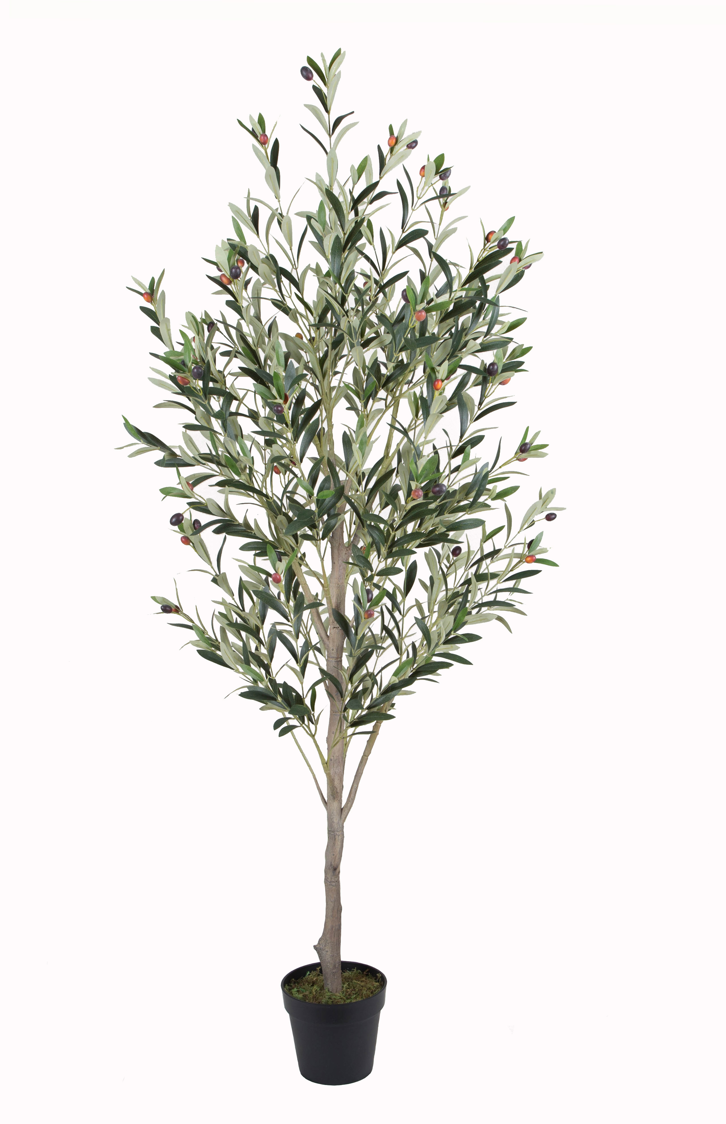 180CM Olive Tree w/pot