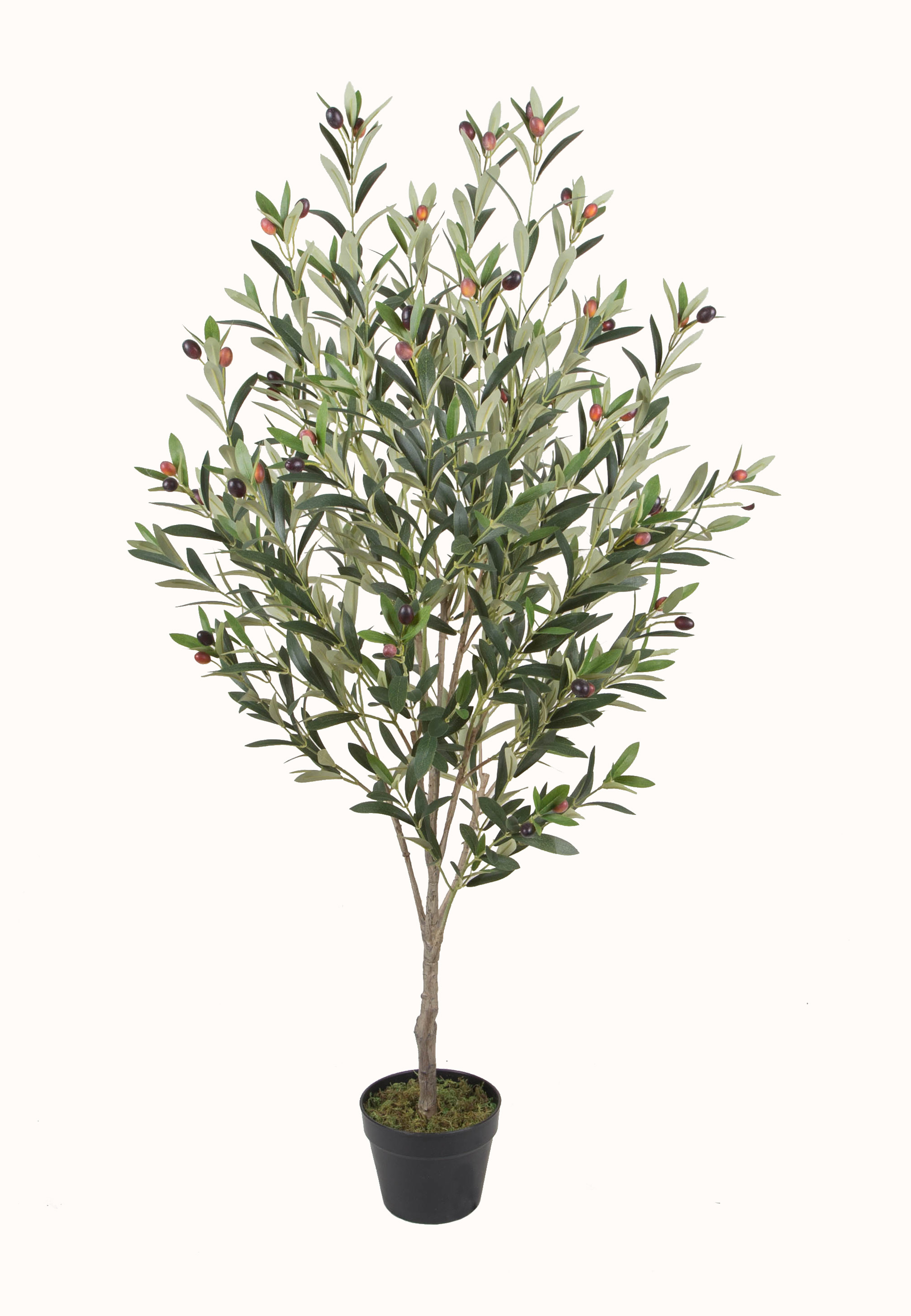 135CM Olive Tree w/pot
