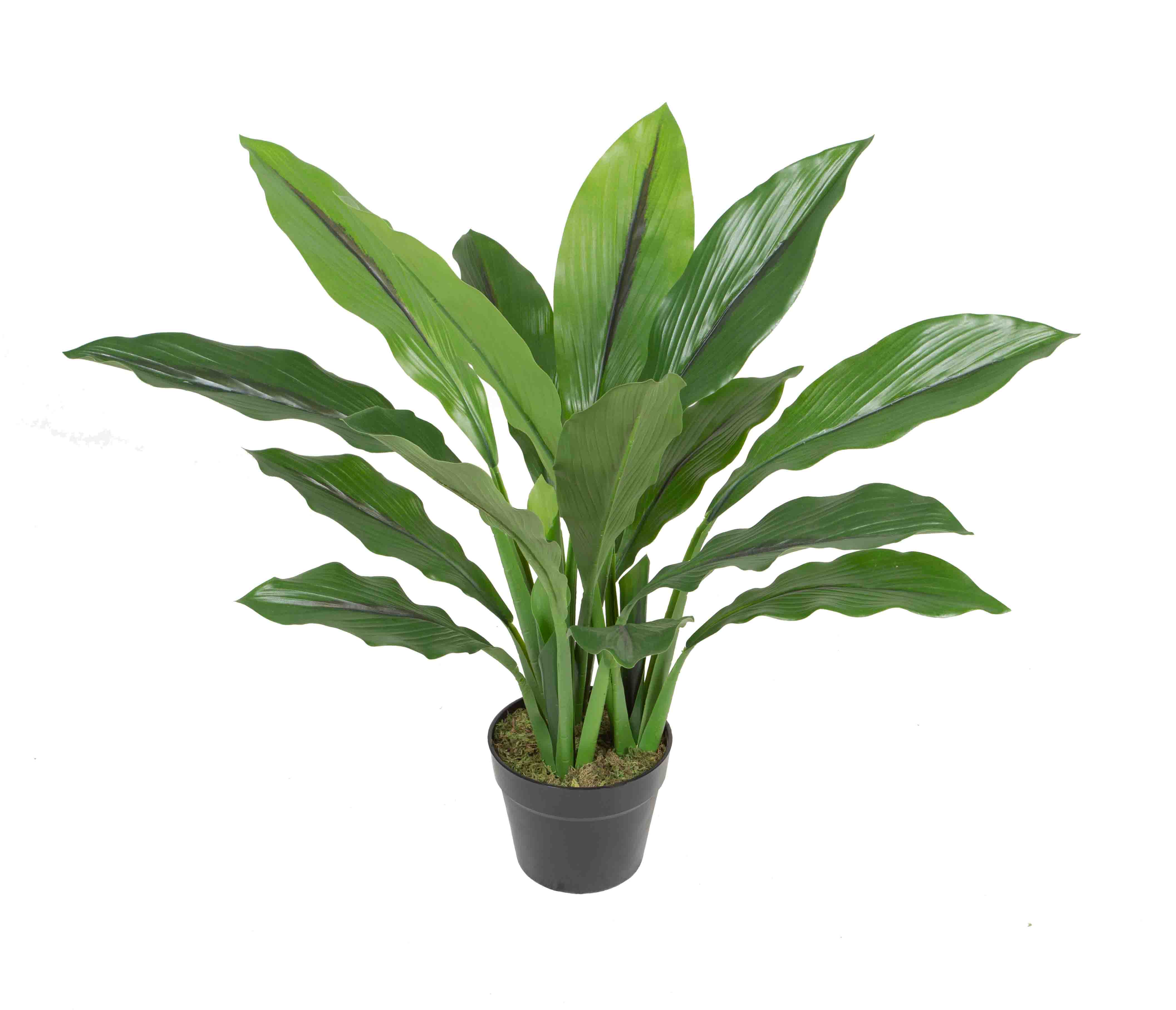 65CM Curcuma alsimatifolia w/pot