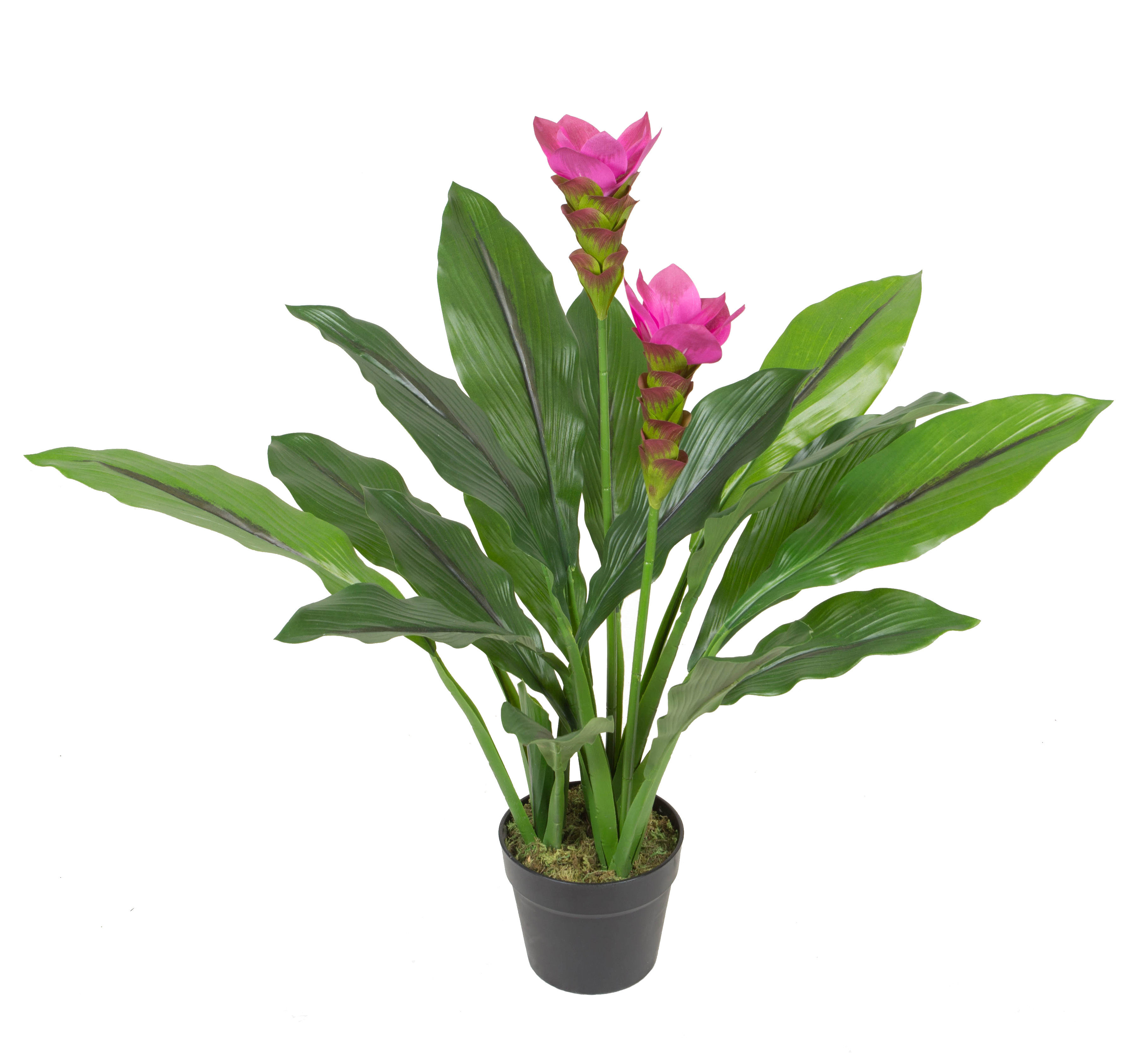 75CM Curcuma alsimatifolia w/pot