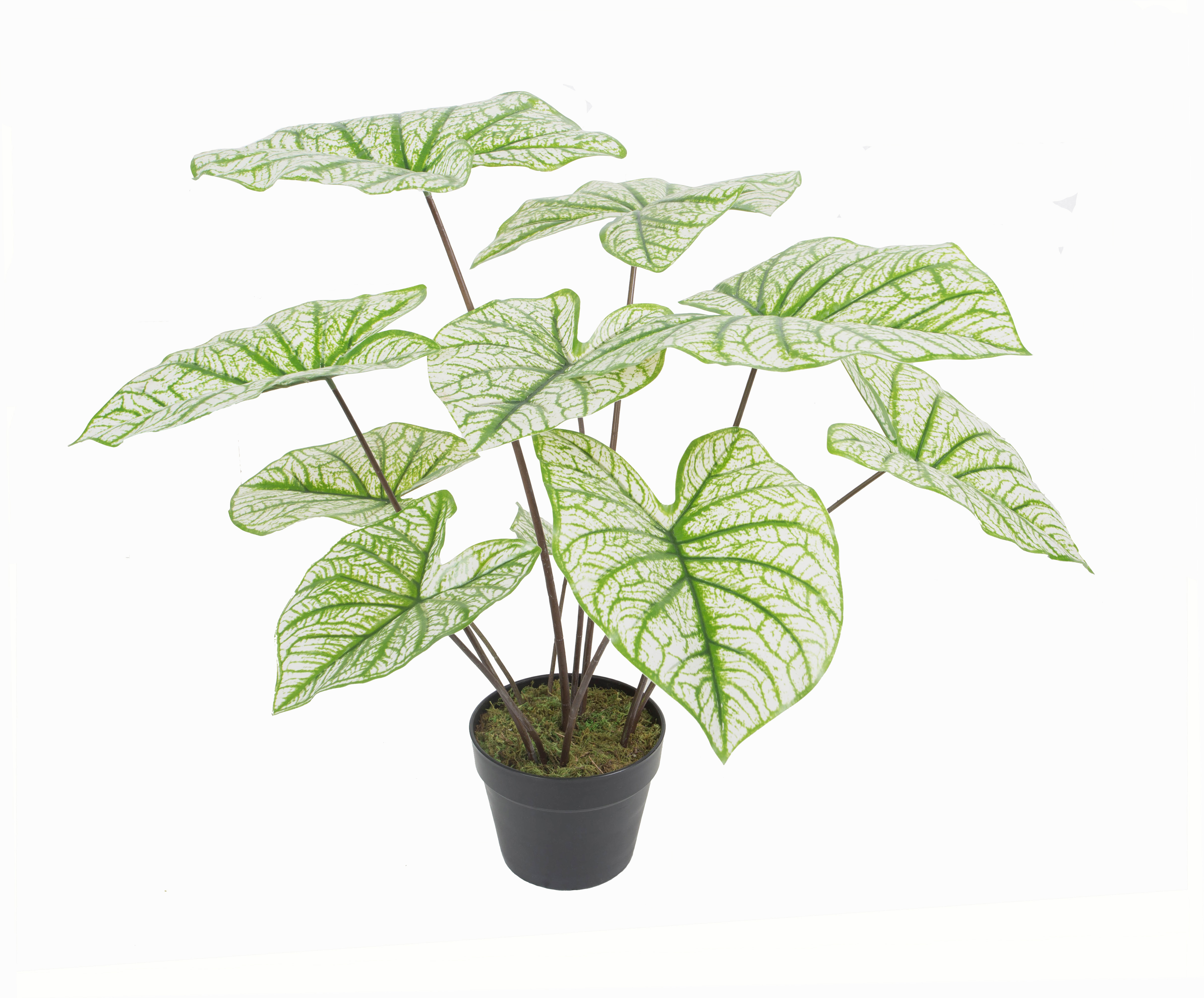 65CM Caladium w/pot