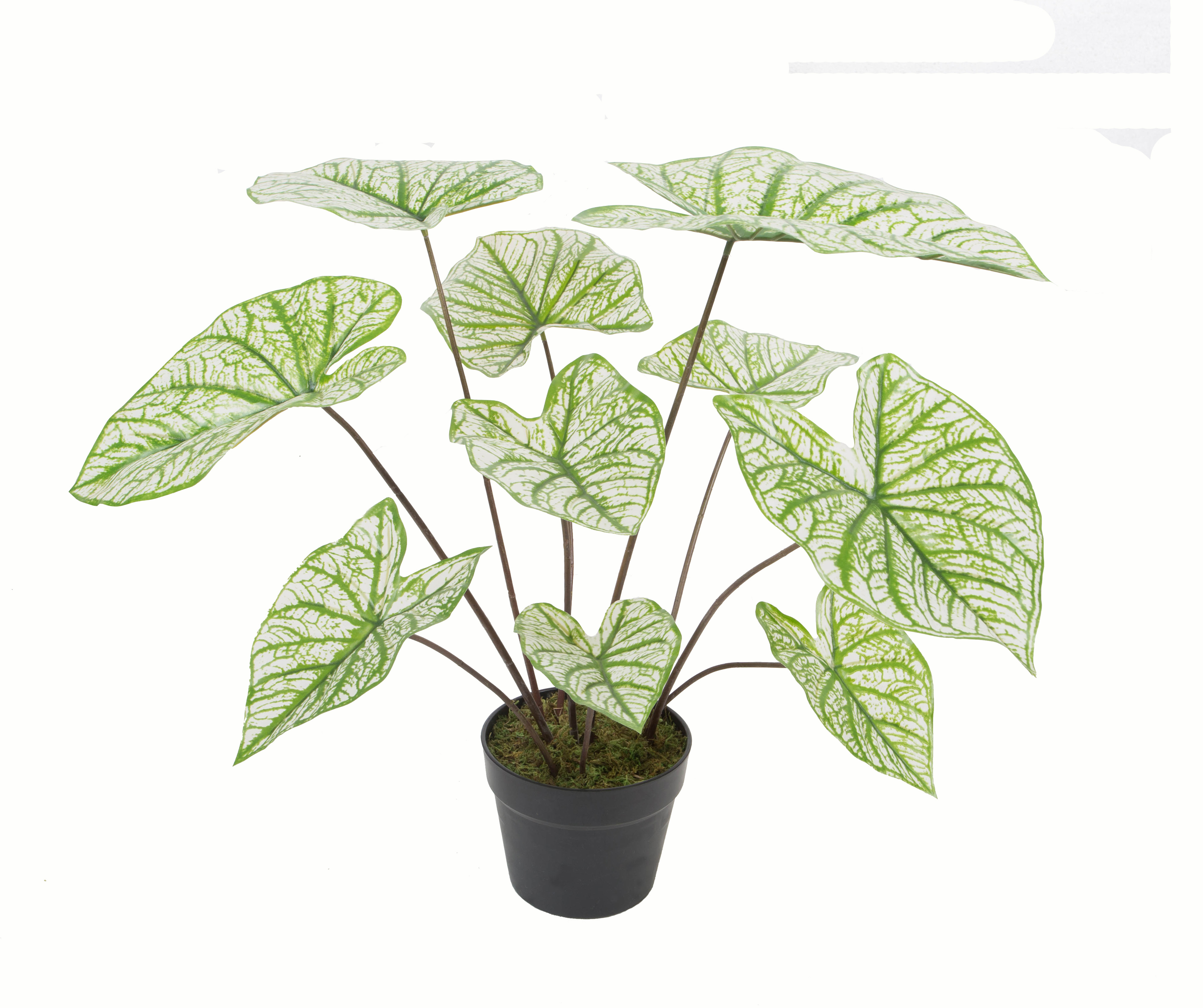 55CM Caladium w/pot