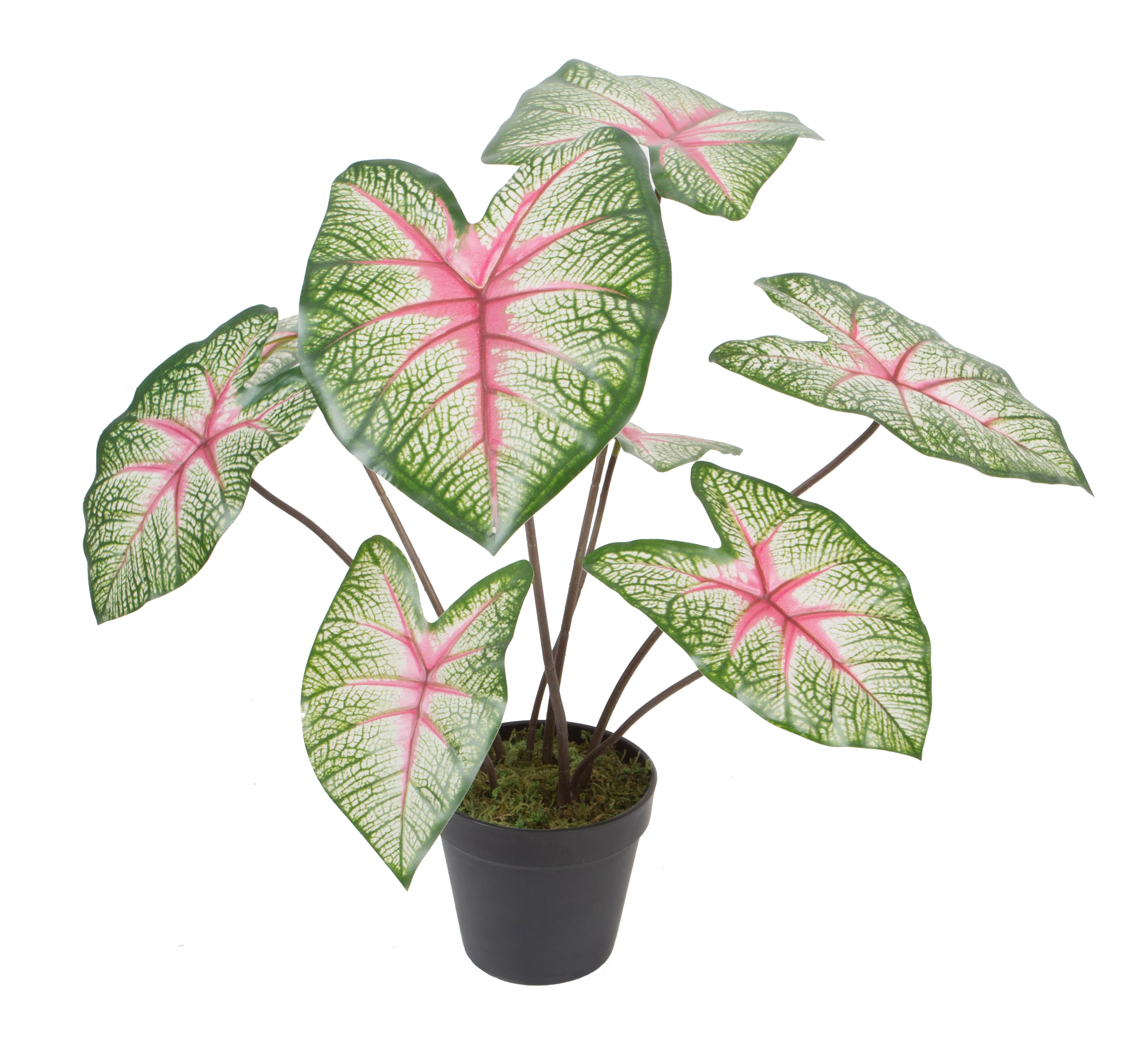 45CM Caladium w/pot