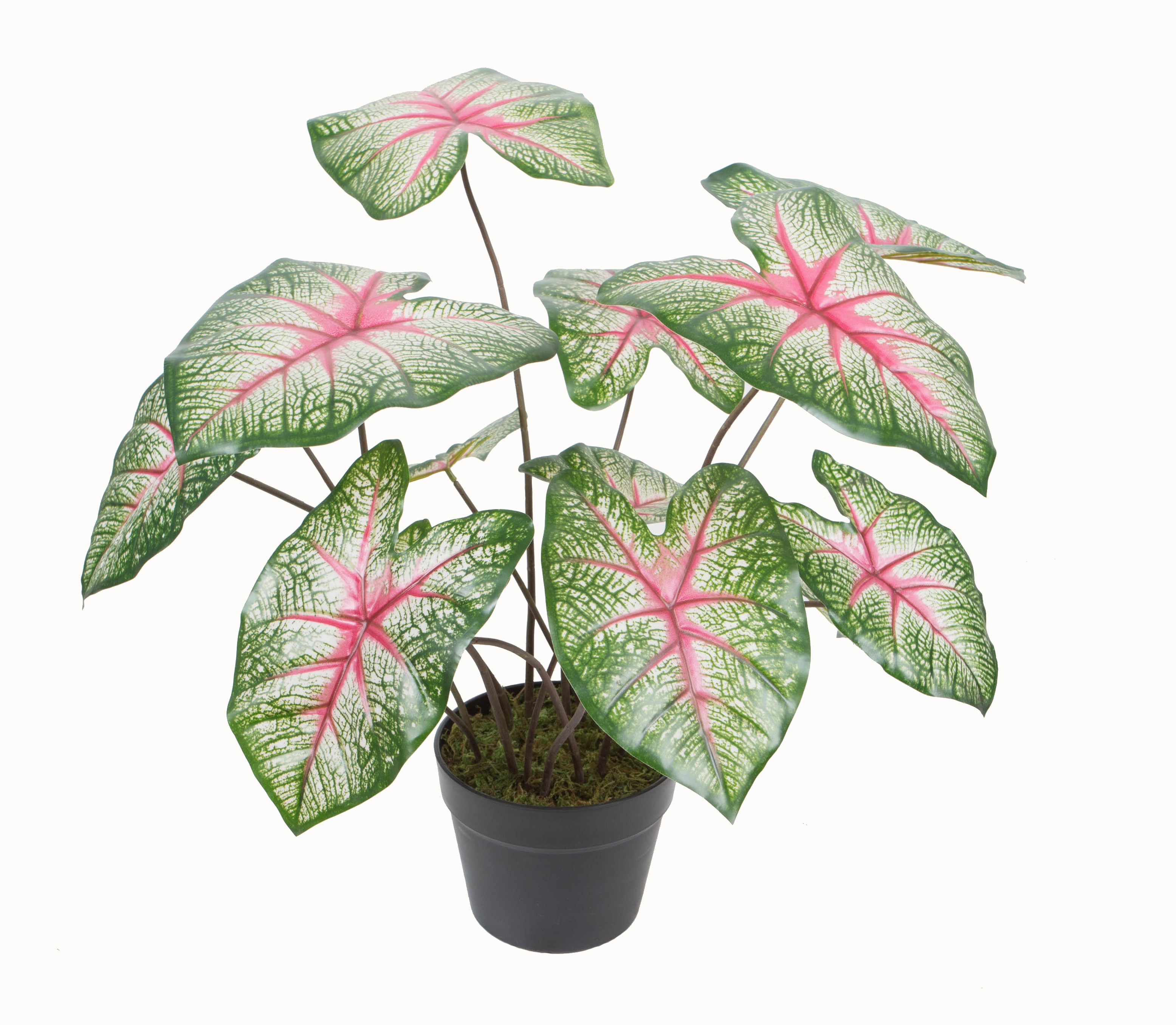 50CM Caladium w/pot