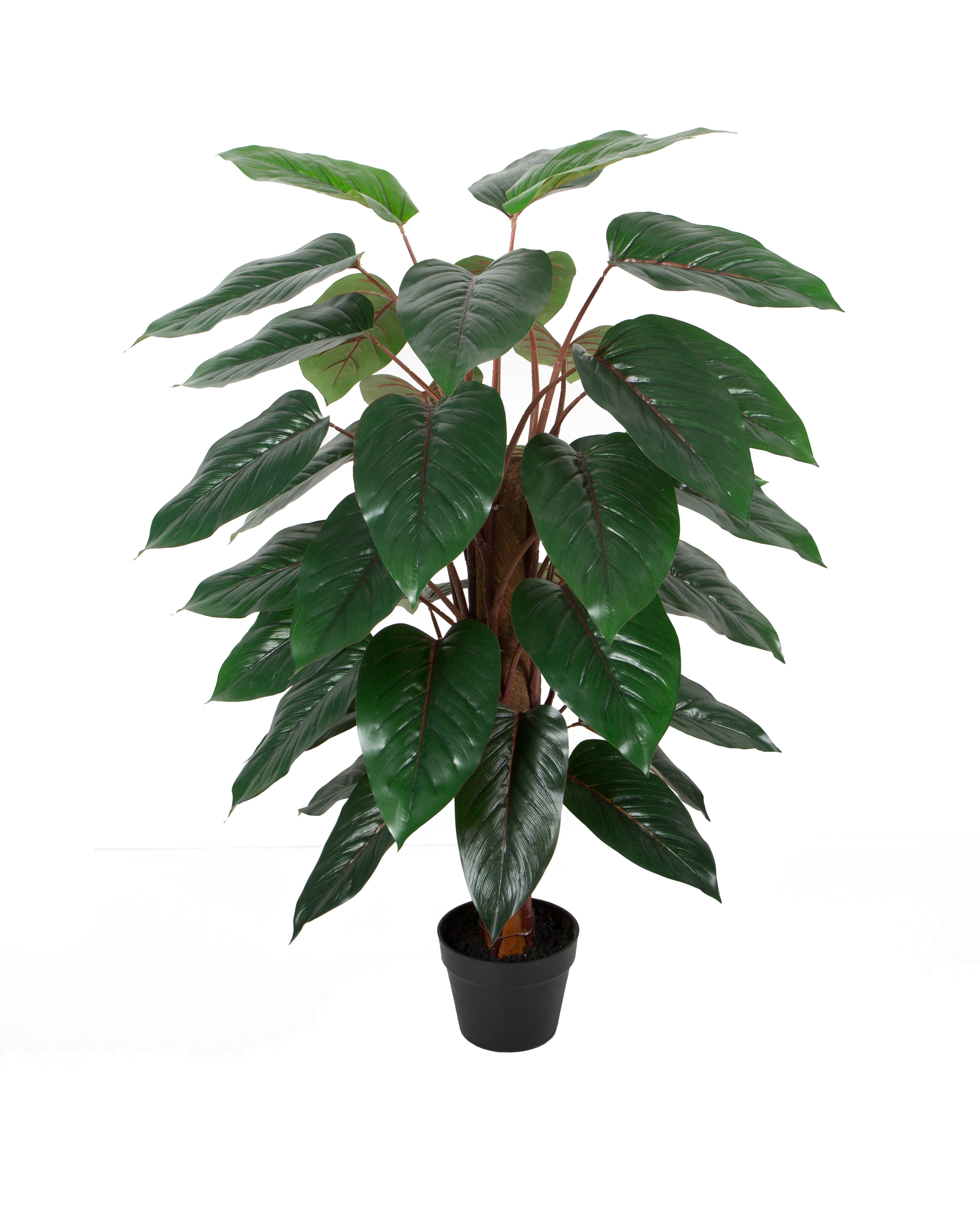 120CM Philodendron Pole w/pot