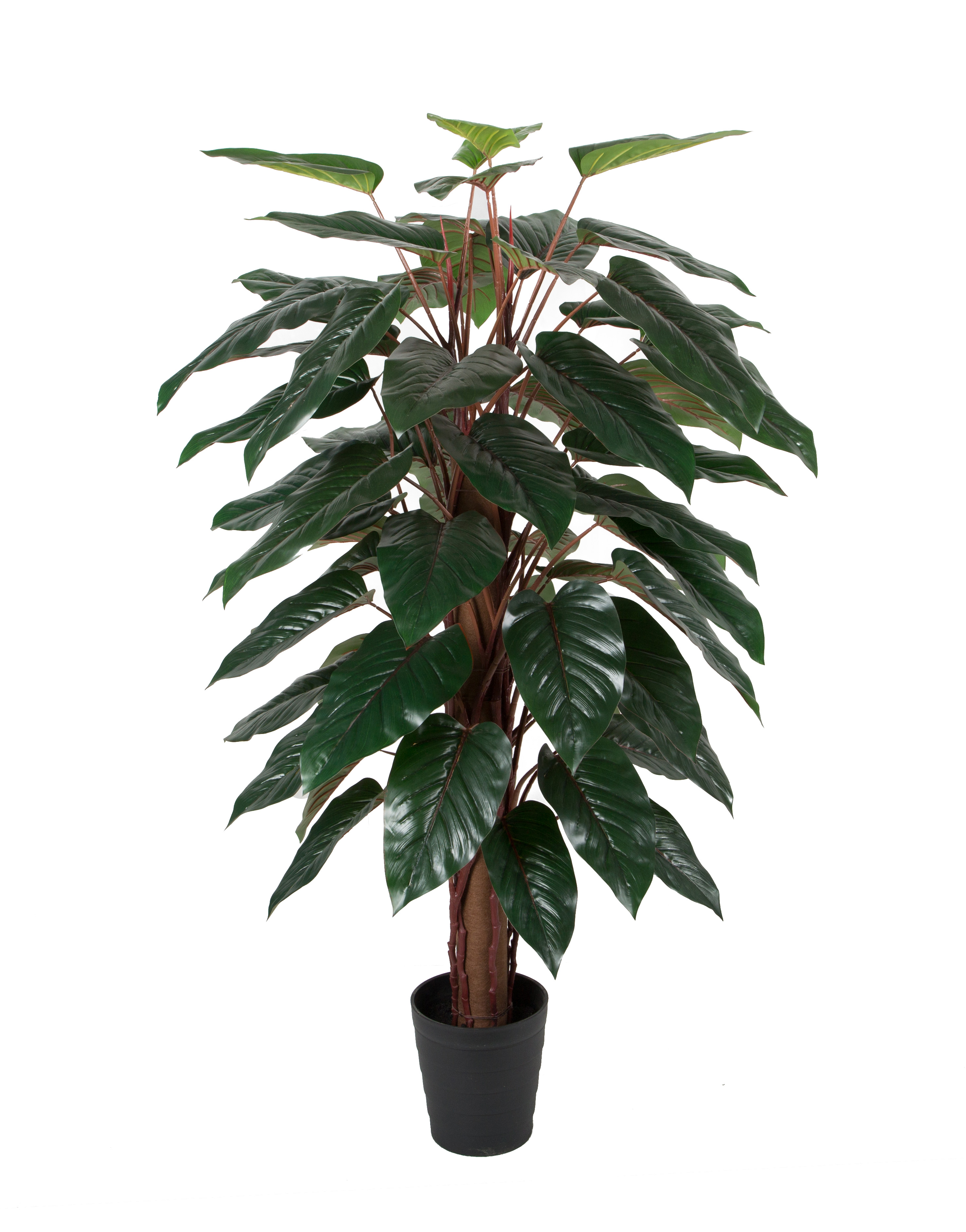 150CM Philodendron Pole w/pot
