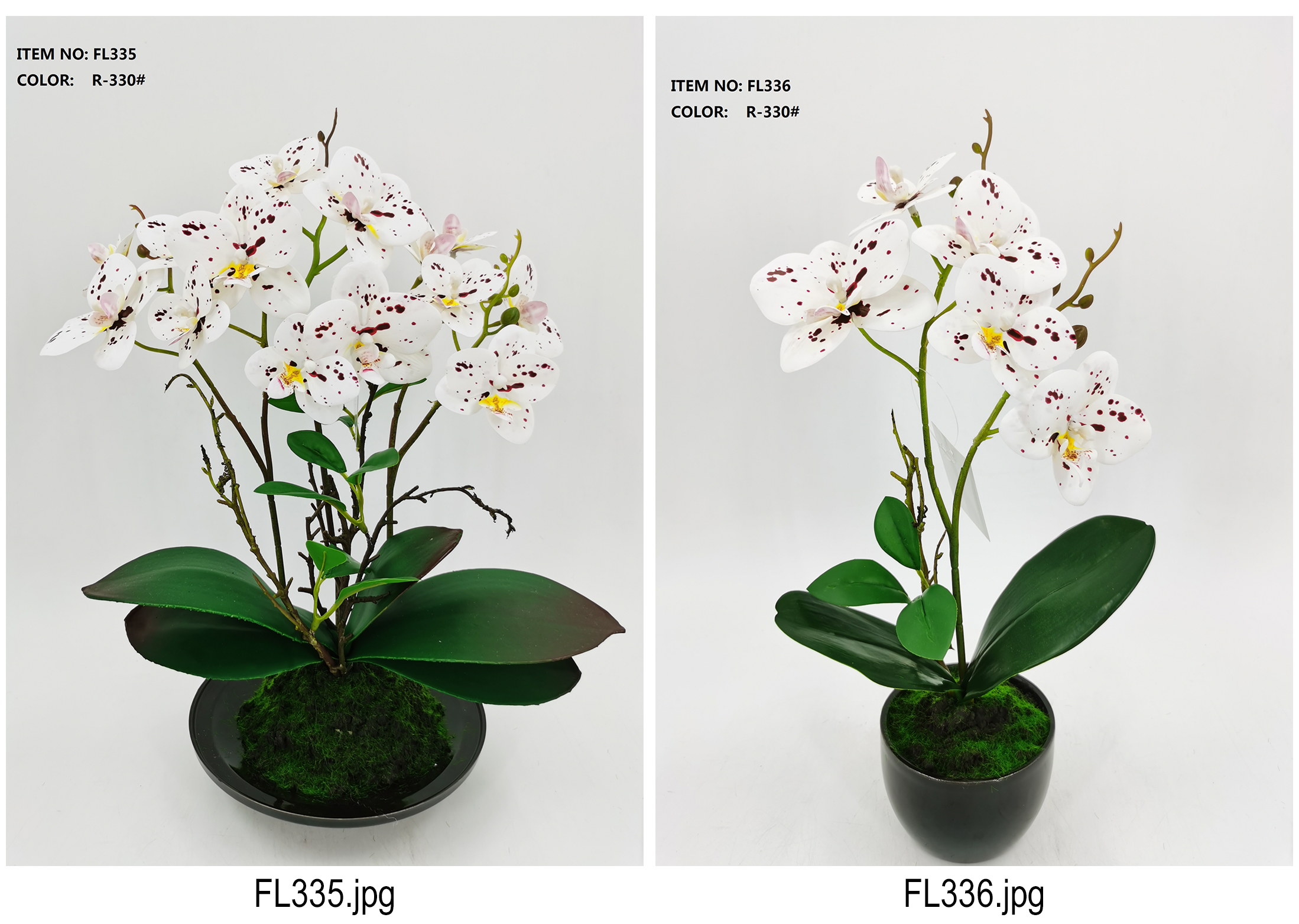 orchid bonsai