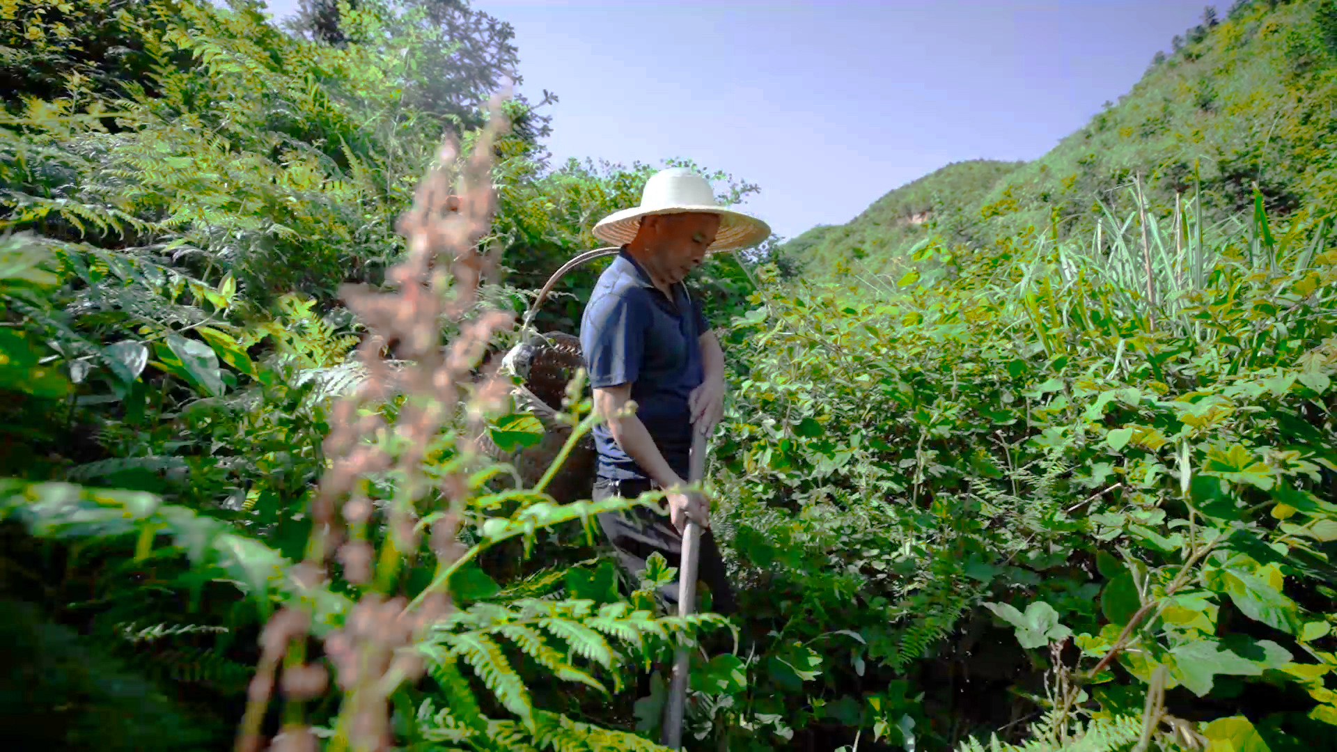 Xinhua County Tianlong Mountain Agriculture and Forestry Science and Technology Development Co., Ltd. – Photos produits 2