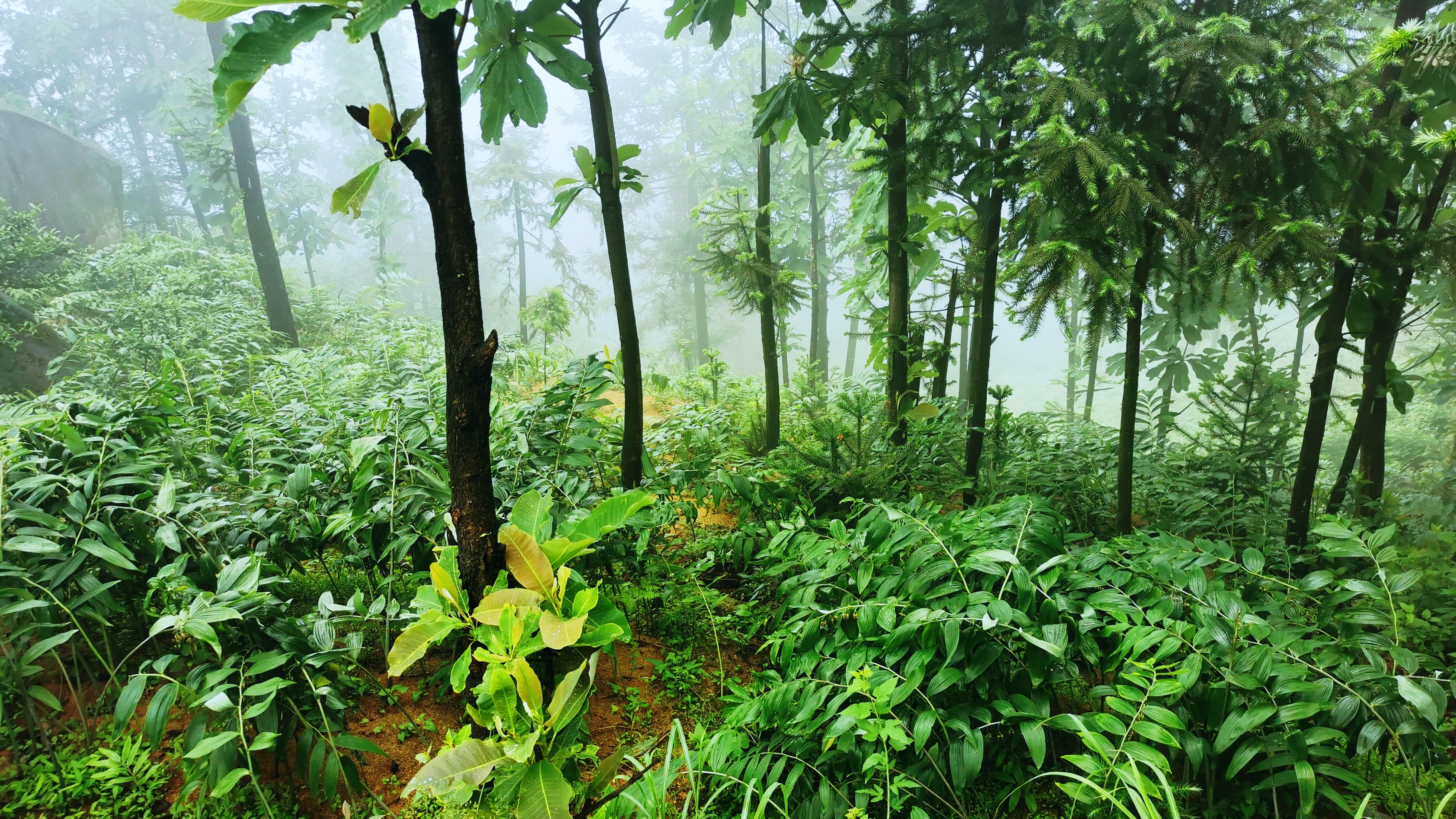 Xinhua County Tianlong Mountain Agriculture and Forestry Science and Technology Development Co., Ltd. – Photos produits 3