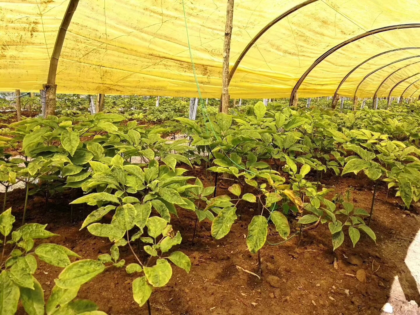 Anhui Hanqi Trading Co., Ltd. – feverfew 3