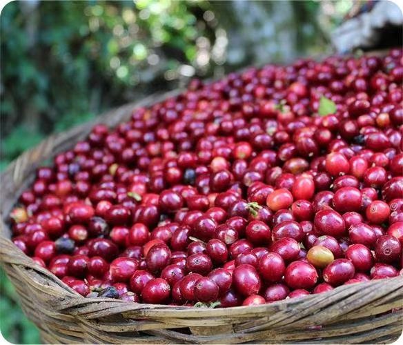 Kunming Zuimei Yunlian Coffee Co., Ltd. – Product photos 3