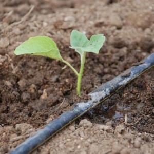 Flat dripper tape drip irrigation tape for farm vegatables and garden irrigation