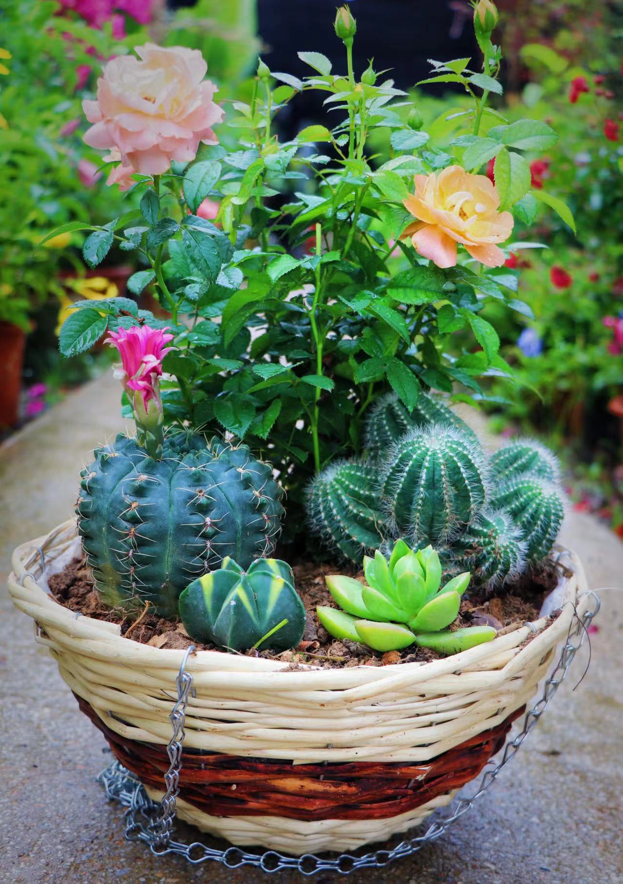 12in Willowchip round hanging basket Woven Flower Basket Handmade Flower Pot