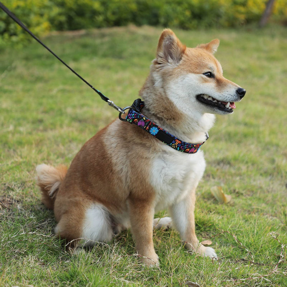 Dog Collar for Small-Medium-Large Dogs - Special Design Cute Girl Dog Pet Collar Soft Adjustable