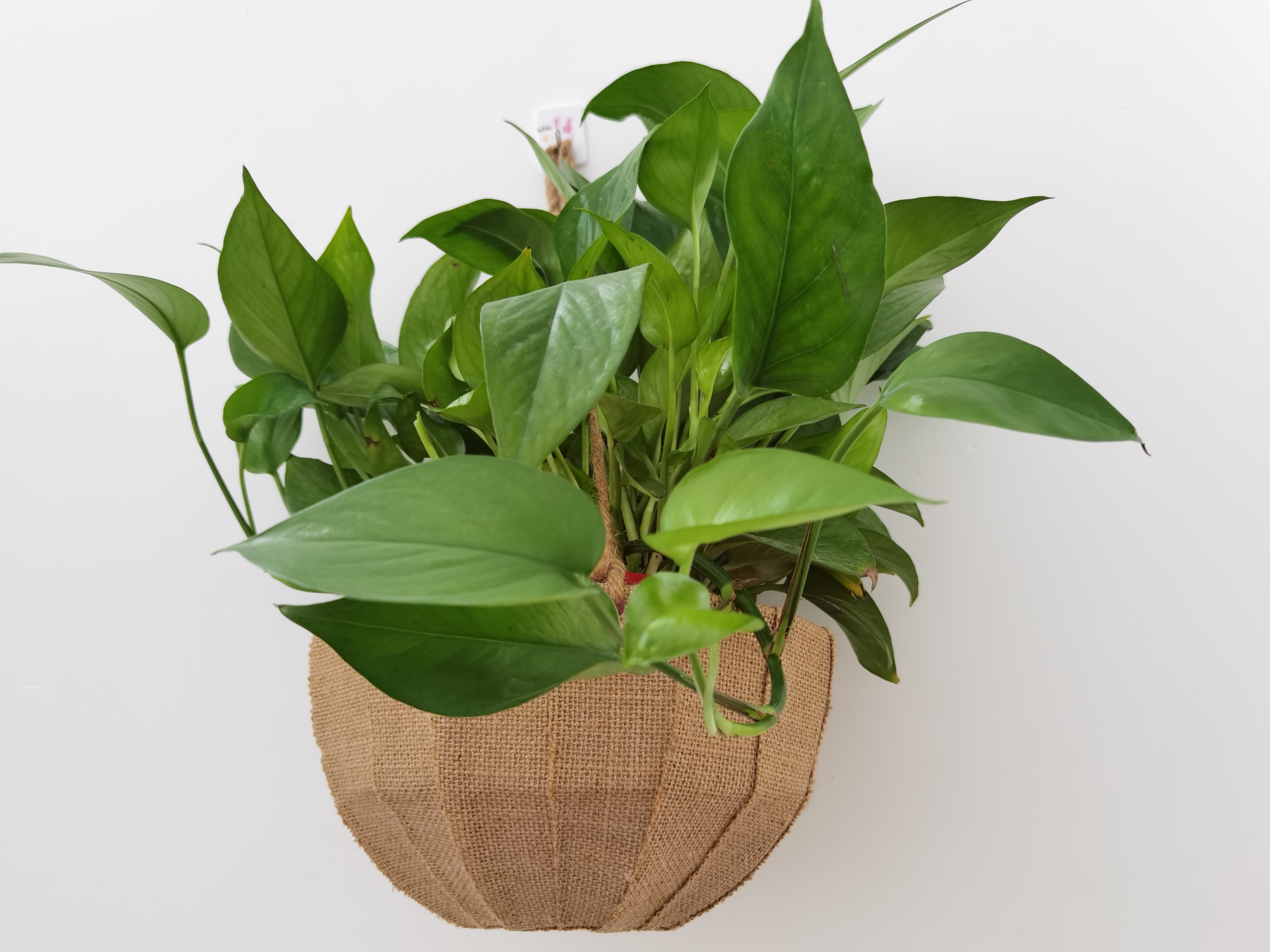 Jute Hanging Pot