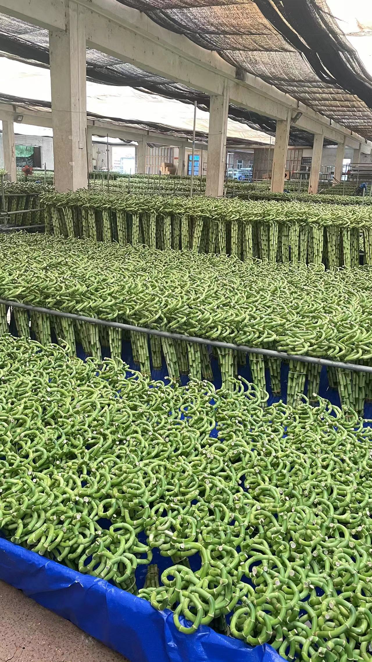 Shenzhen Longfeiteng Gifts Co., Ltd. – garden crafts 2