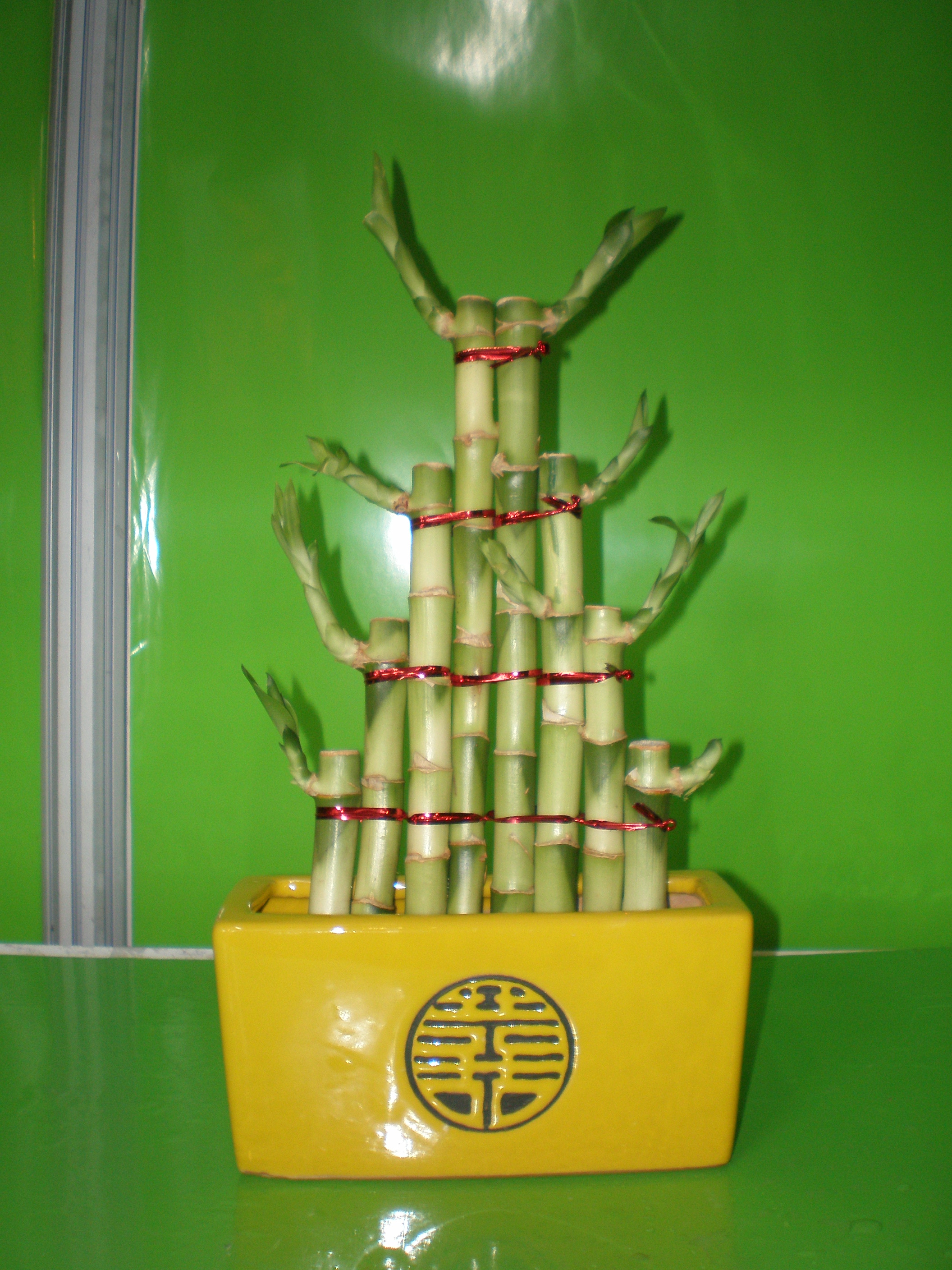 pyrmid big tower lucky bamboo