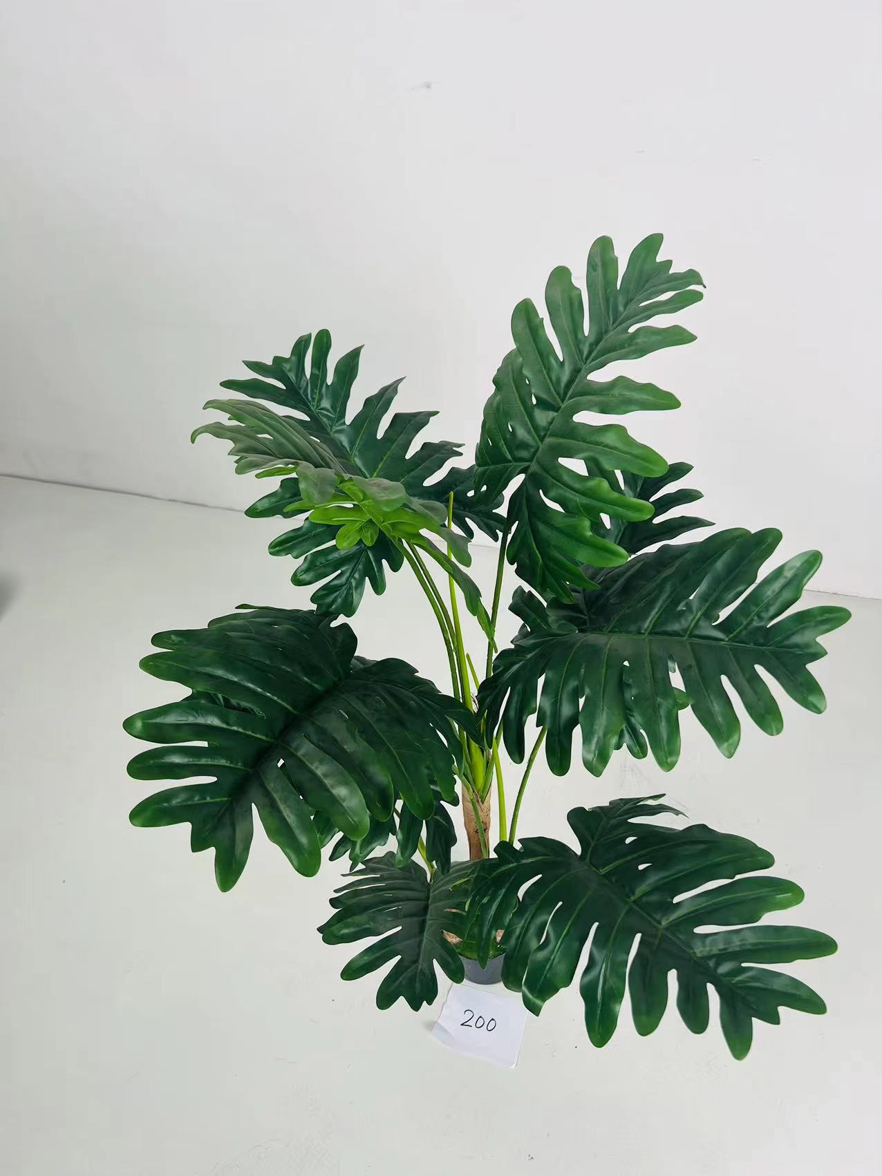 XS-200 Philodendron selloum 120cm 4pcs 125 43 22