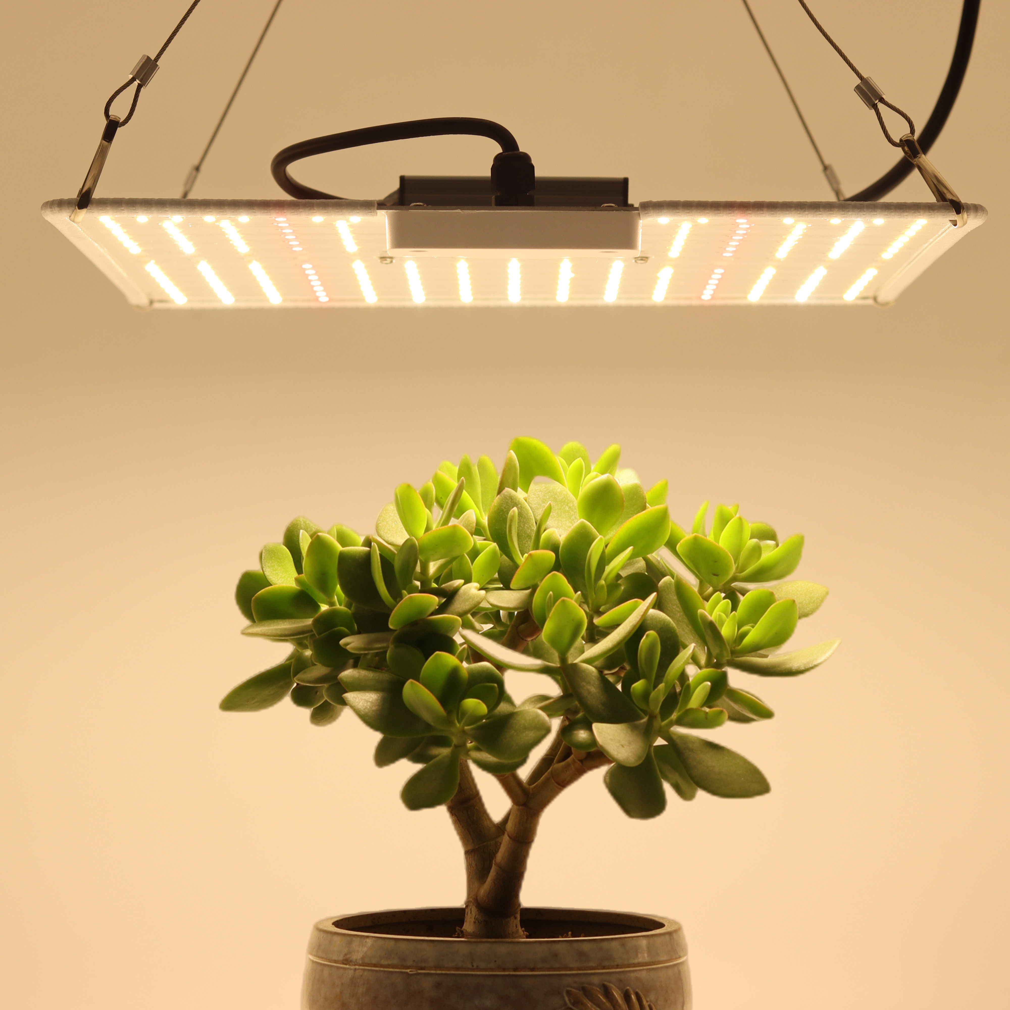 LED Quantum plate 50W