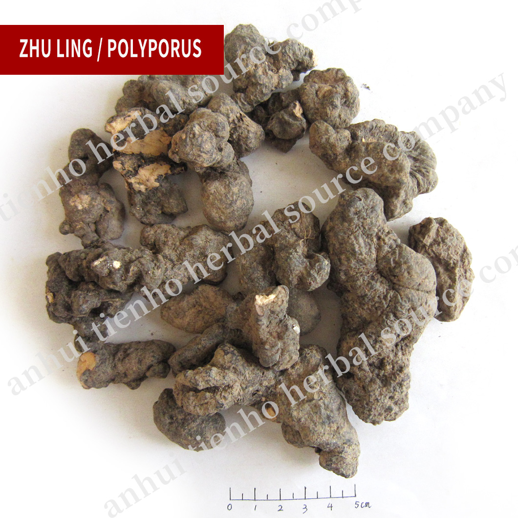 Polyporus