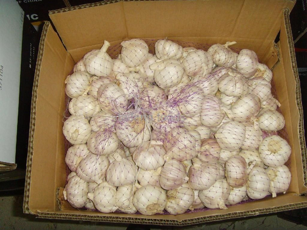 Fresh Garlic