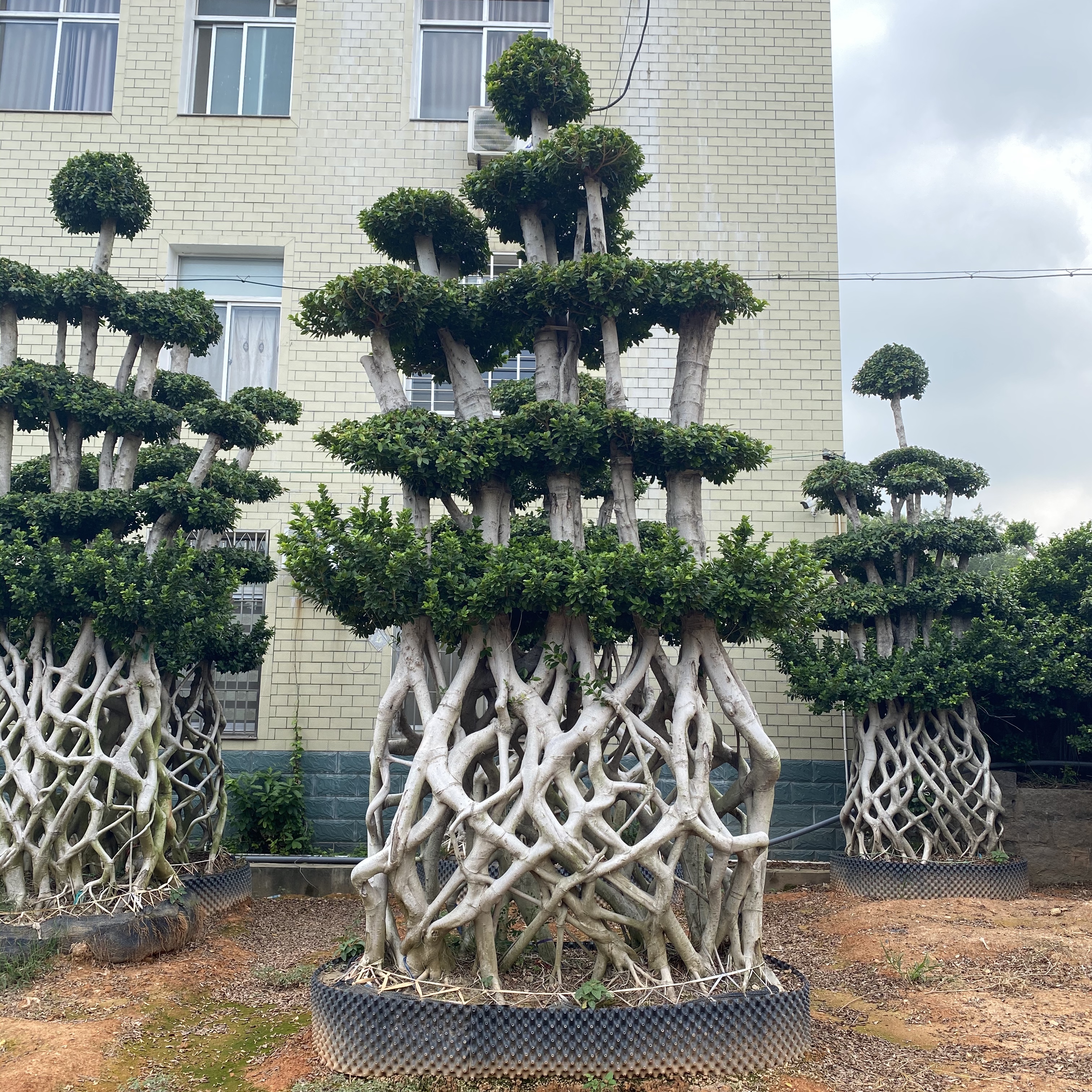 Living plants Ficus Microcarpa Large Net shape