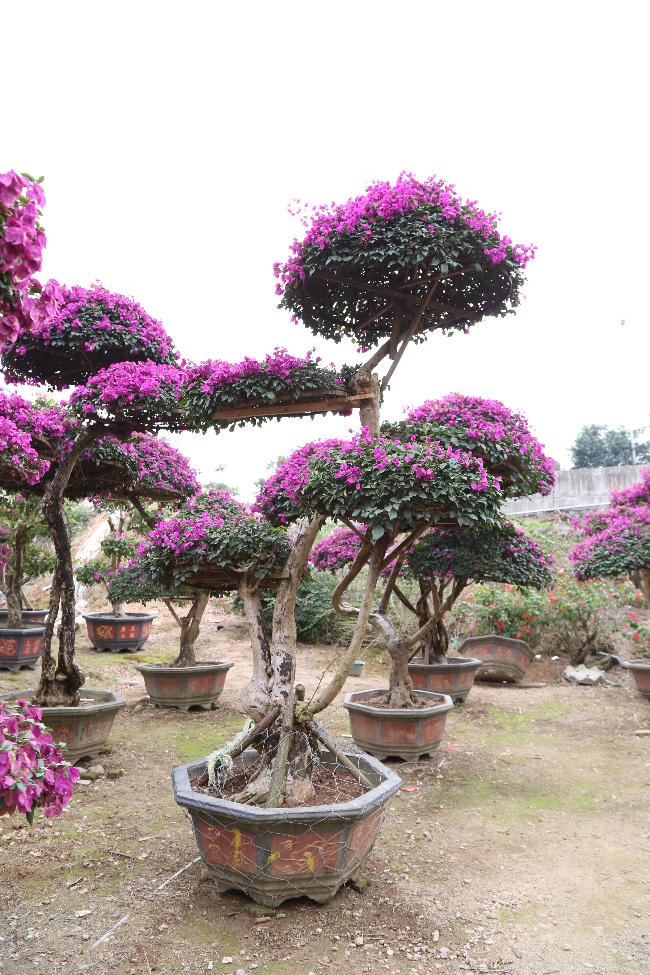 Living plants Bougainvillea Glabra Multi-umbrella shape