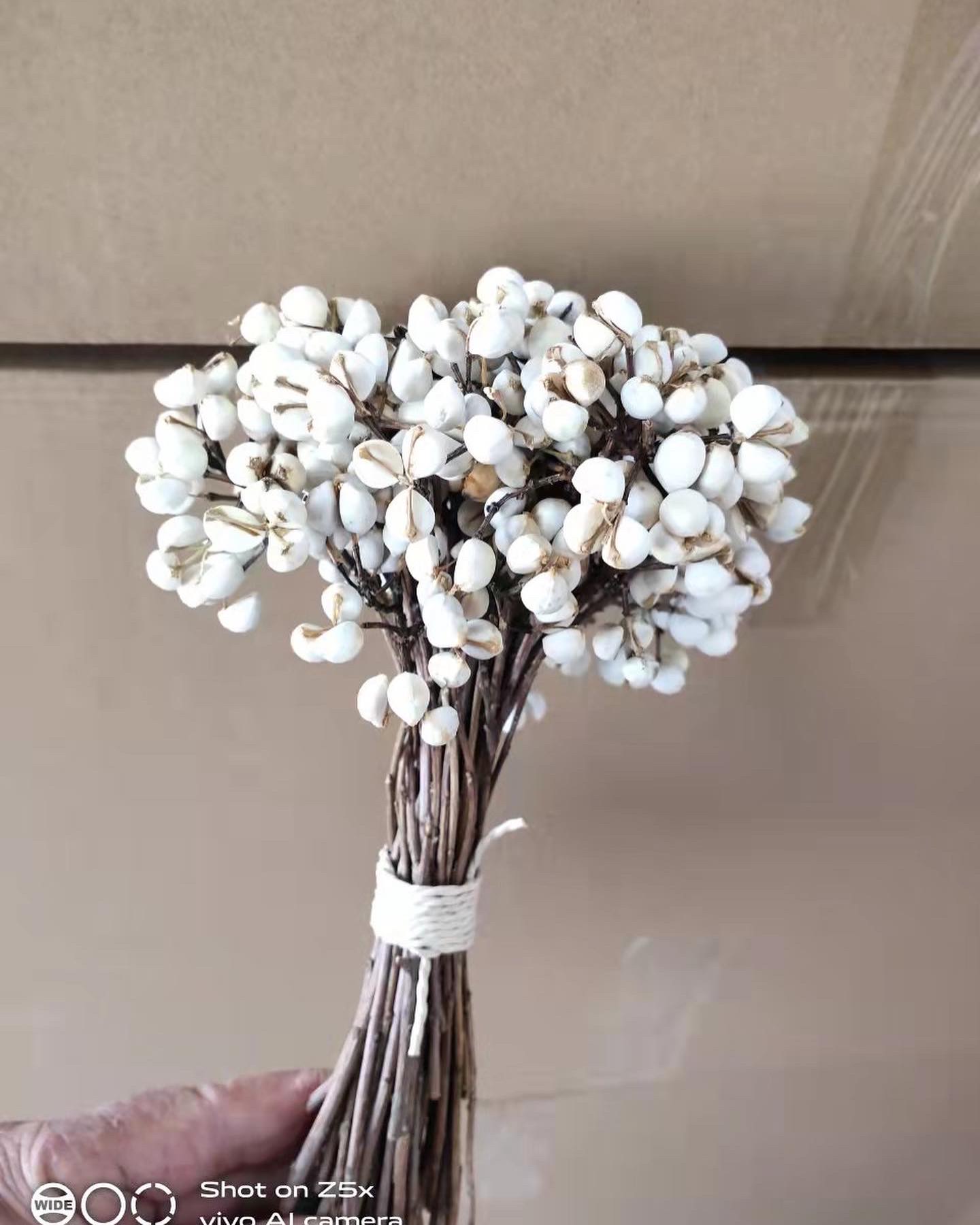 Tallow Berry