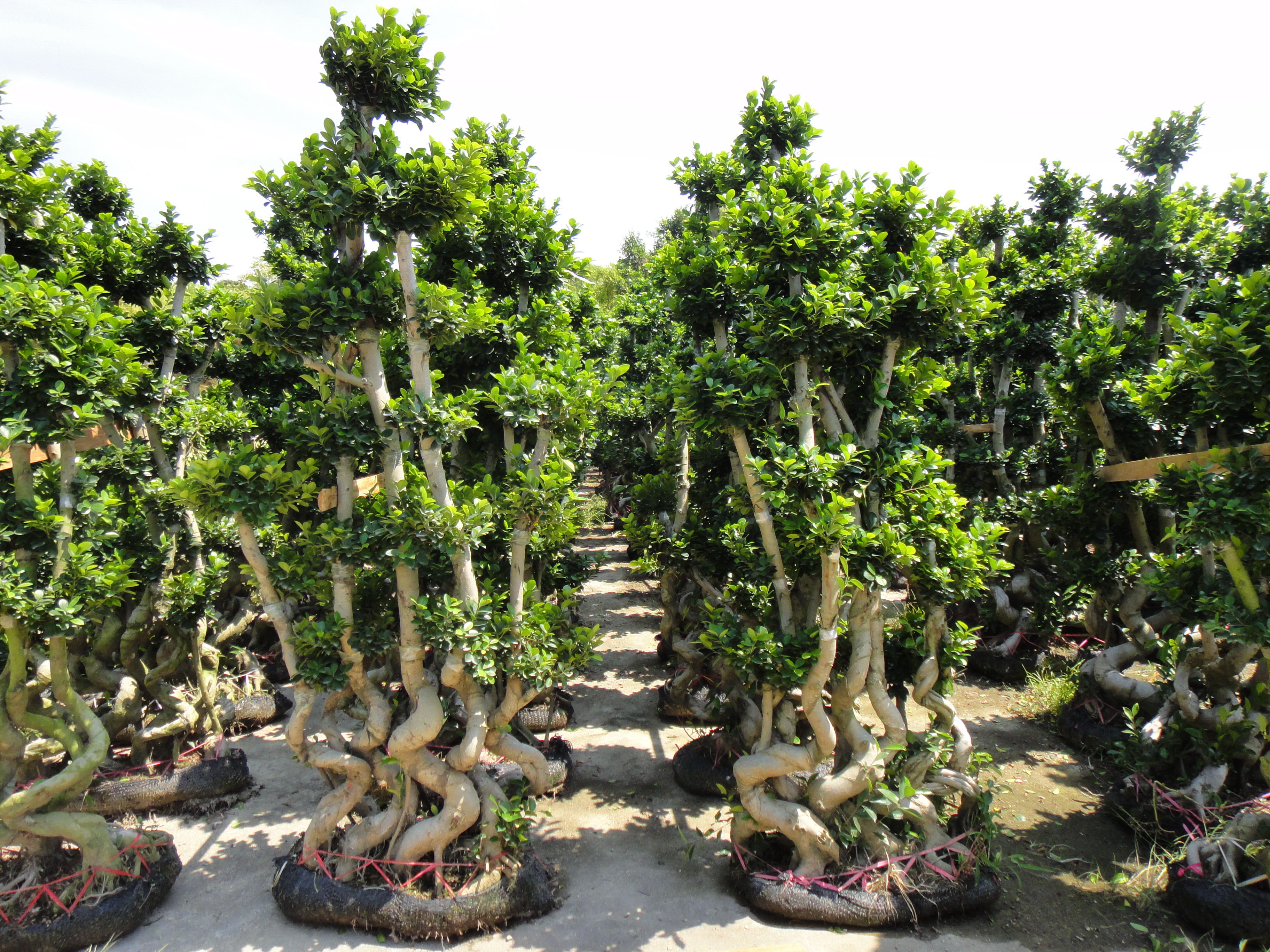 Living plants Ficus Microcarpa Multi-s-shape