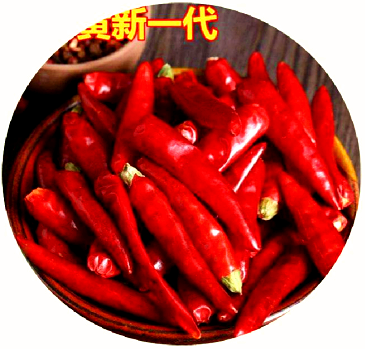 Xinyidai Chilli