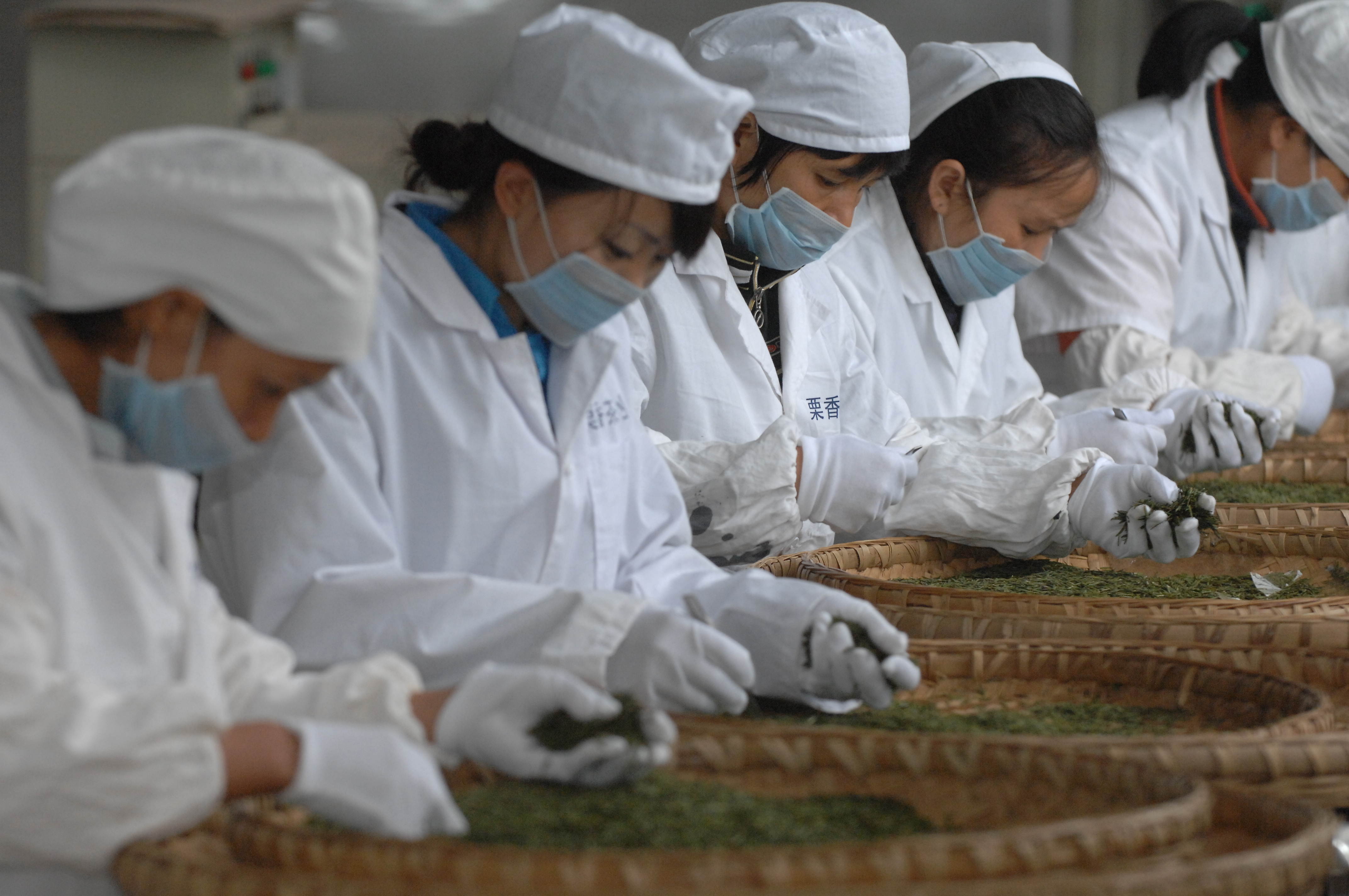 Guizhou Meitan County Lixiang Tea Industry Co., Ltd. – black tea 2