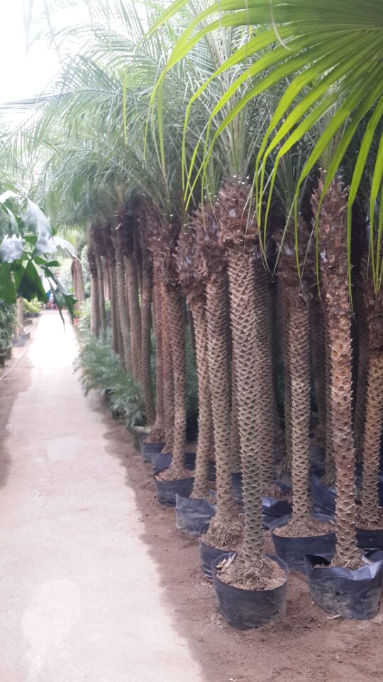 Living Plants Phoenix roebelenii