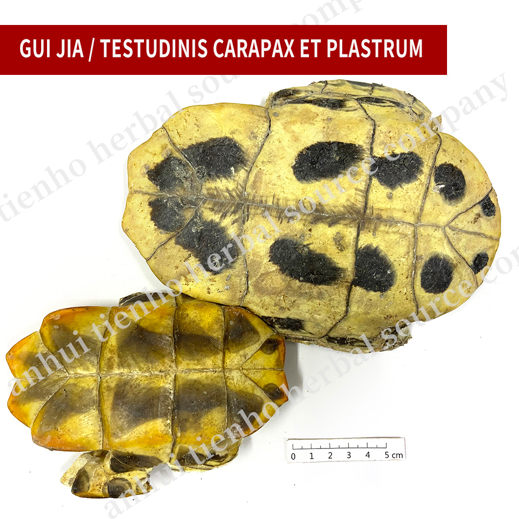 Tortoise Shell