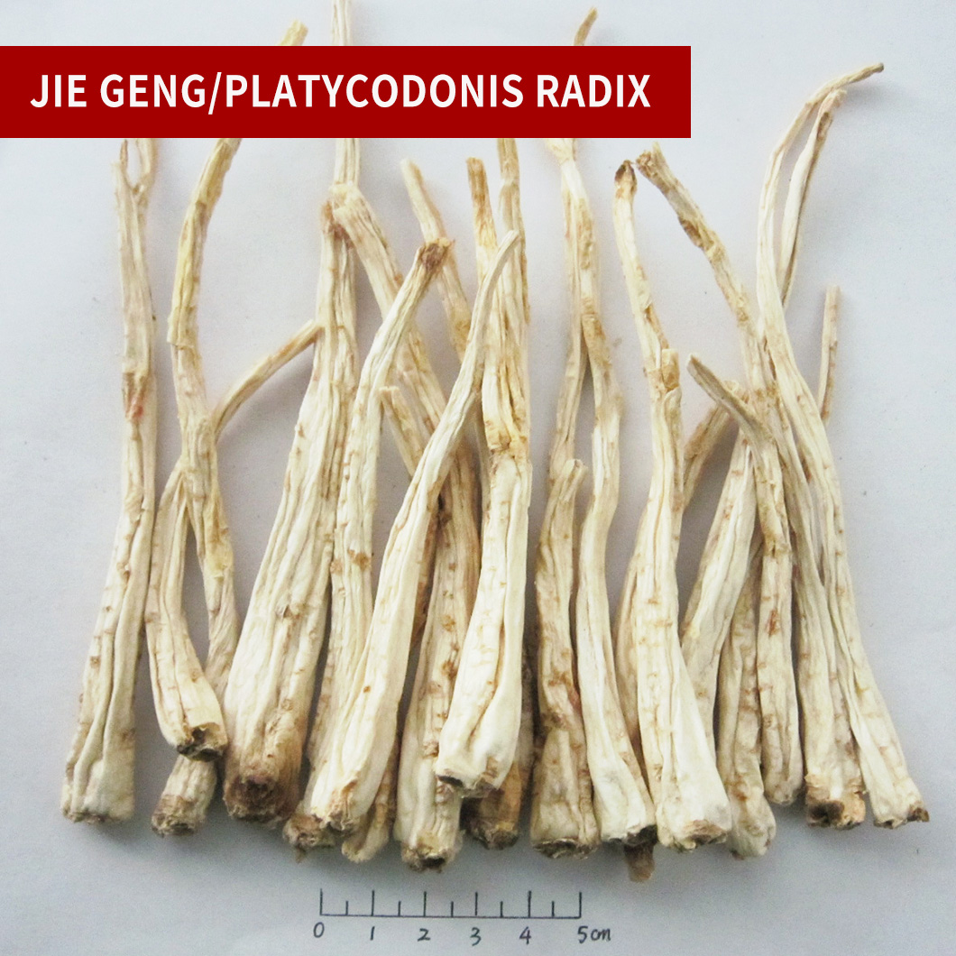 Platycodon