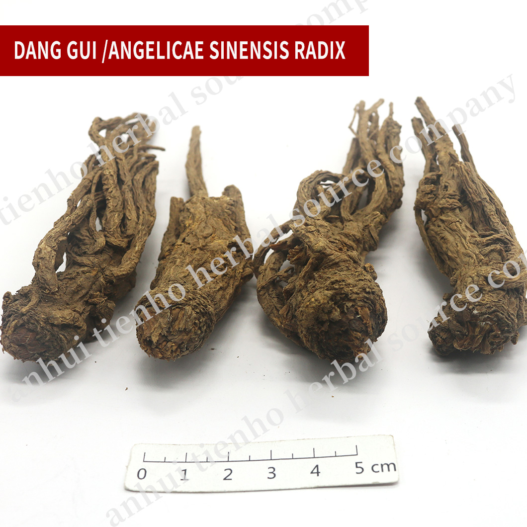 Chinese Angelica